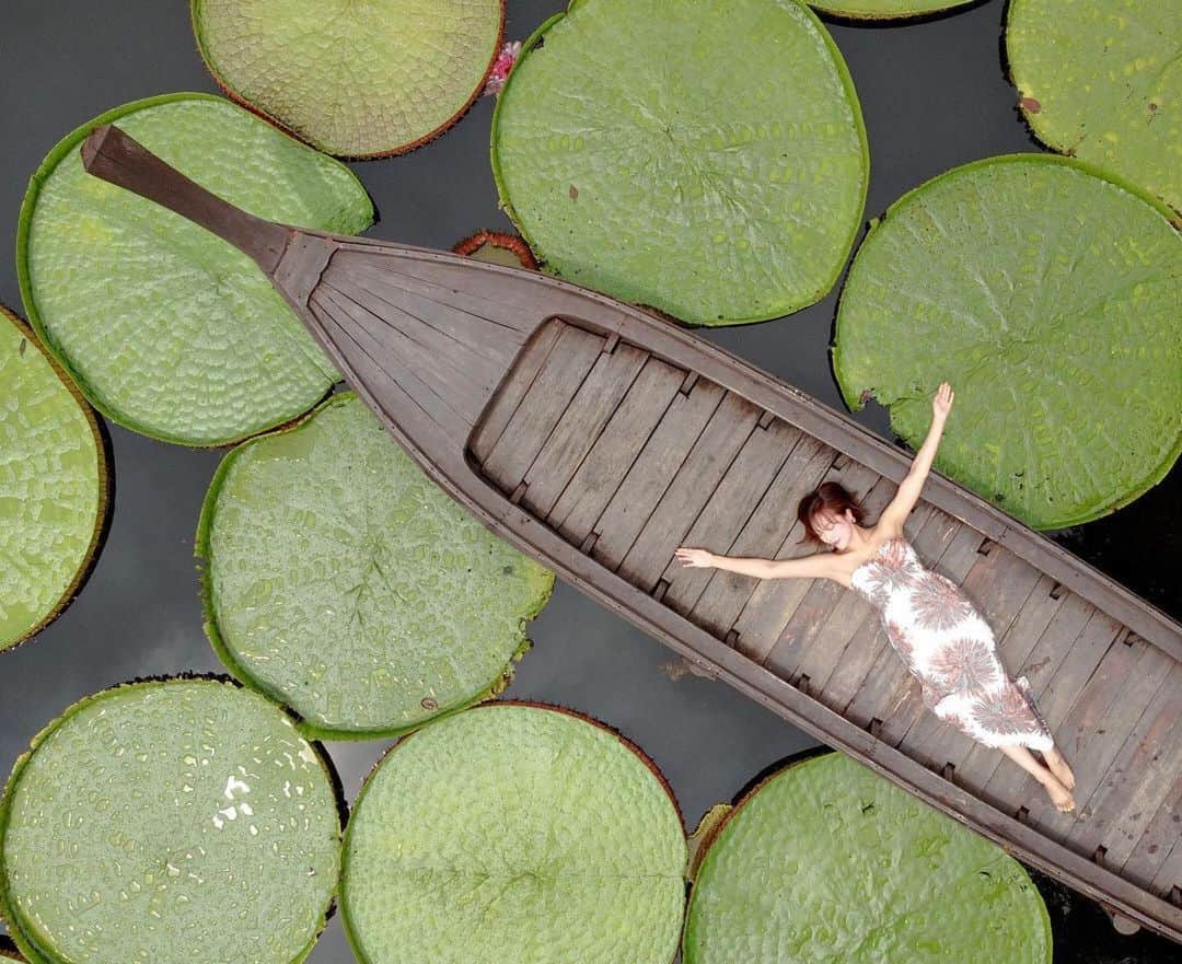 タイ国政府観光庁さんのインスタグラム写真 - (タイ国政府観光庁Instagram)「・﻿ ／﻿ 皆さま☀️﻿ サワッディー・カー🙏﻿ ＼﻿ ﻿ 今日の #thailovers は... @syoko_bangkok さん😘﻿ ﻿ 大きな蓮の池がある「Ma Doo Bua Cafe’」@madoobua.phuket でパチリ📸✨﻿ ﻿ 人と同じくらい大きな葉っぱが浮かぶ蓮池があるのは、プーケットのカフェ🌿﻿ 重量制限をクリアできれば、なんと蓮の葉の上に乗って撮影することもできるんです!!😳﻿ ﻿ ドローンでの撮影プランもあるので、フォトジェニックな写真が撮れること間違いなし😍💗﻿ おしゃれなカフェメニューもあわせて楽しみましょう🍹✨﻿ ﻿ 📷 @syoko_bangkok﻿ 📍 Ma Doo Bua Cafe’﻿ ﻿ ・・・・・・・﻿ ［タイ好き（THAI LOVERS）な皆さんの写真を大募集🇹🇭💕］﻿ ﻿ ハッシュタグ #thailovers をつけて、タイで撮影した写真を投稿すると、こちらでご紹介させて頂くことがあります🐥﻿ ﻿ 皆様からの投稿をお待ちしています‼️﻿ ﻿ #repost #タイ #プーケット  #ファインダー越しの私の世界  #こんなタイ知らなかった #もっと知りタイ #タイ旅行 #プーケット旅行 #旅好きな人と繋がりたい #旅行好きな人と繋がりたい #海外旅行 #女子旅 #タビジョ #thailand #phuket #phukettrip #madoobua #madoobuaphuket #amazingthailand #thailandtravel #thailandtrip #thai #thaistagram #lovethailand #genic_thailand #girlstrip #tabijyomap_thailand」12月5日 21時18分 - amazingthailandjp