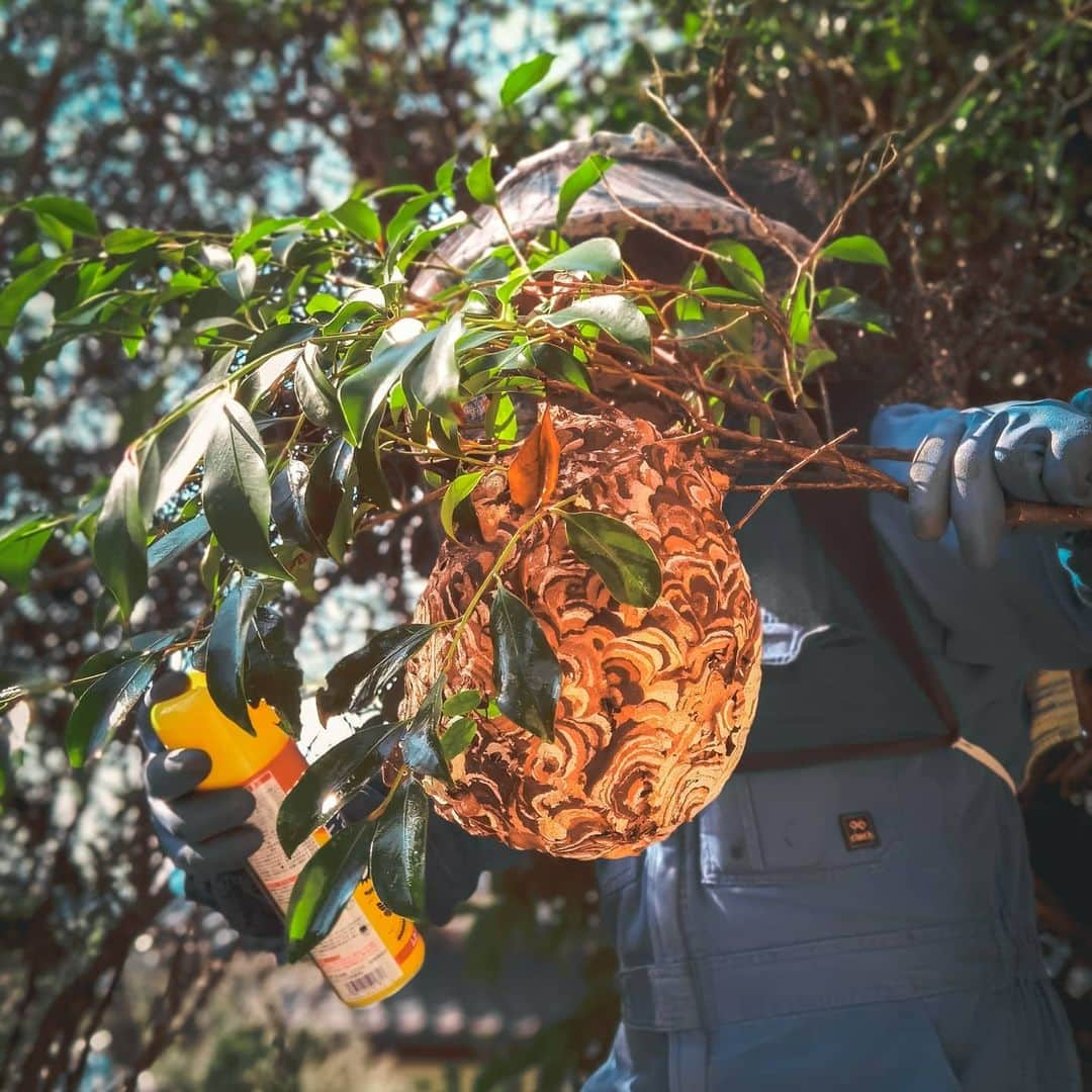 吉松育美さんのインスタグラム写真 - (吉松育美Instagram)「Murder hornet buster!!!!🐝💥🐝💥🐝💦 . ススメバチの巣を撃退😤💦 . いやーすぐ近くで庭作業したりしてたのに全然気がつかなかった💦あっぶない🙀 . ミツバチには刺されたことあるけどスズメバチは勘弁ですね😅💦何はともあれ無事撃退👍  . . . . #Japan #japanese #muderhornets #muderhornet #bee #honey #strong #ススメバチ #雀蜂 #すずめばちの巣」12月5日 21時20分 - ikumiyoshimatsu