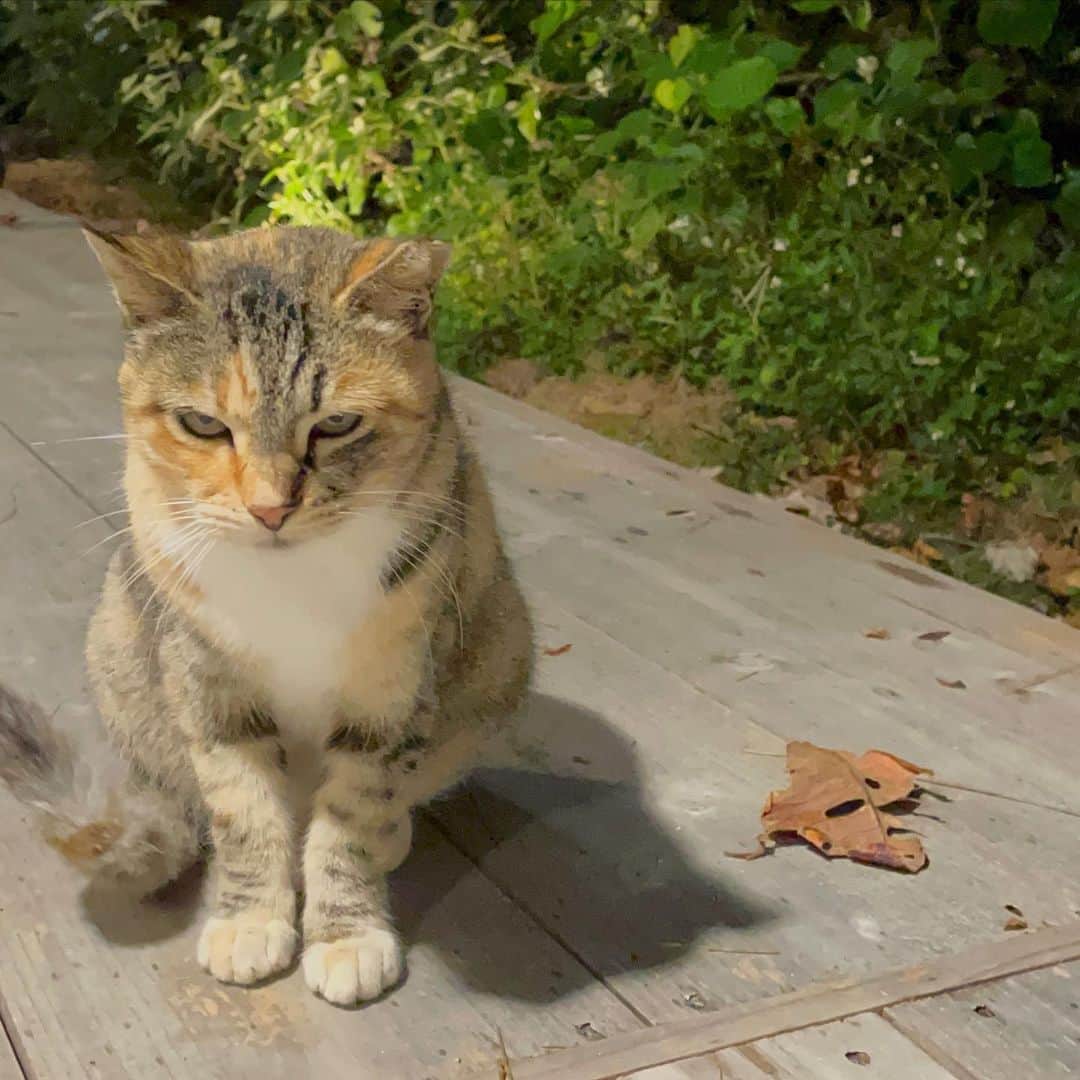 深瀬智聖のインスタグラム：「雨だね😅🌺  #沖縄　 #猫」