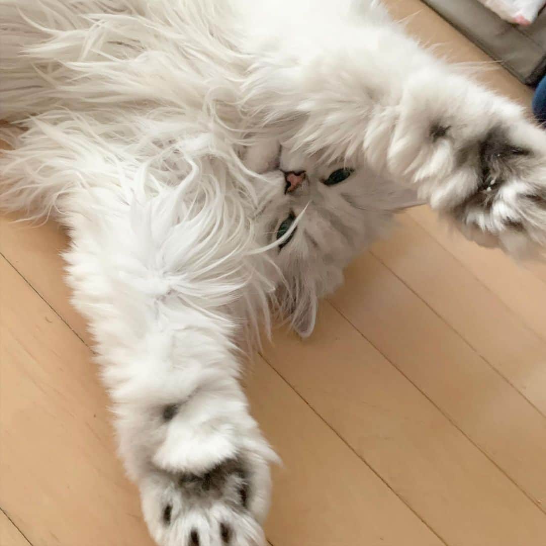후추네큰언니さんのインスタグラム写真 - (후추네큰언니Instagram)「집콕주말 💙  #후추  #고양이  #냥스타그램 #캣스타그램  #Hoochu #Hoochuthecat #cat #cats #catstagram #catsofinstagram #topcatphoto #bestmeow #ilovecat #cute #fluffy #petstagram #instacats」12月5日 21時35分 - hoochu_the_cat