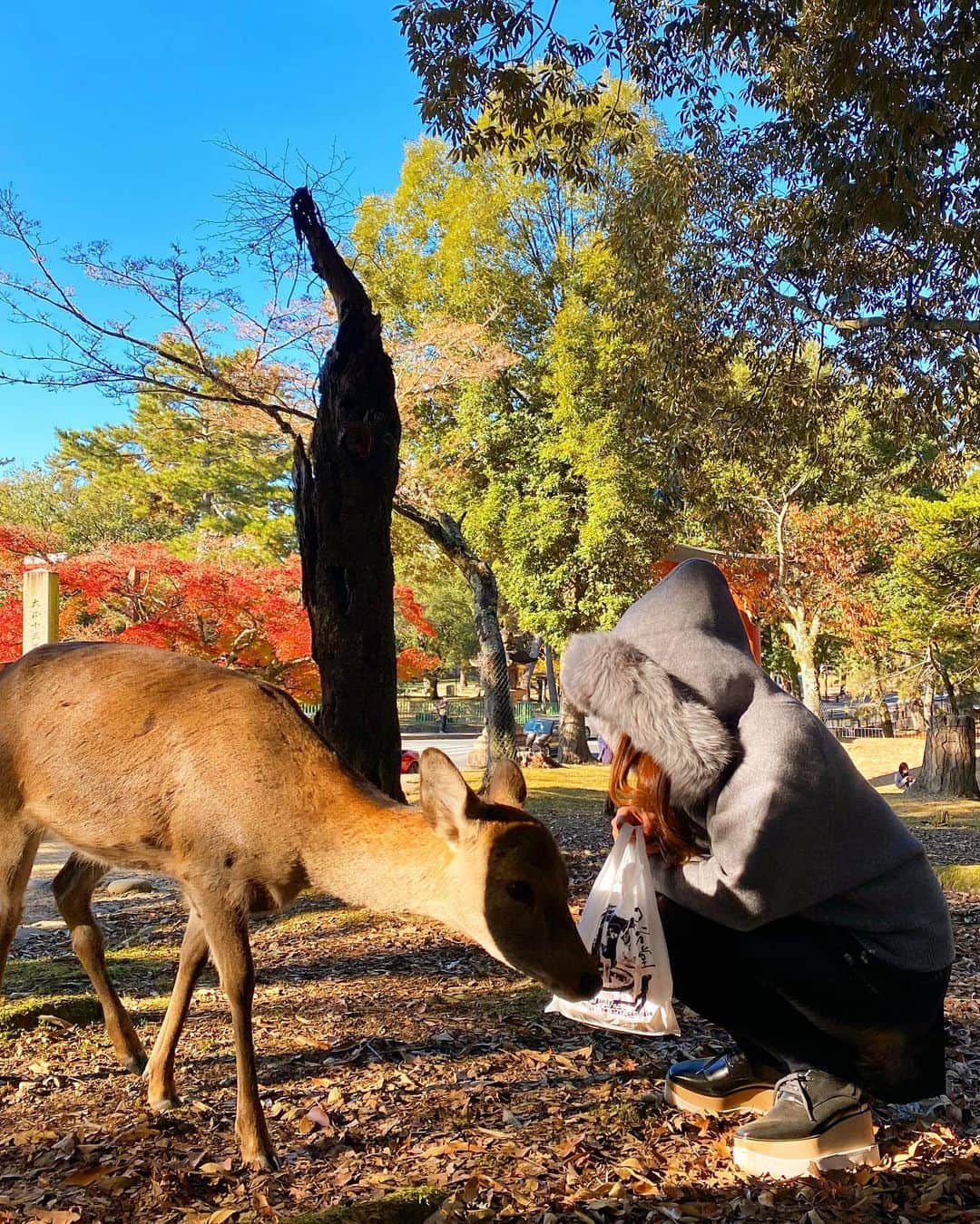 まゆまゆさんのインスタグラム写真 - (まゆまゆInstagram)「. 奈良公園をお散歩🦌❤️💨餅に興味津々の🦌 3枚目の動画、最後まで見てほしい🦌 鹿の世界も複雑🦌🦌🦌 #奈良観光 #奈良#奈良公園  #nara #奈良旅行」12月5日 21時50分 - 7mayu2mayu