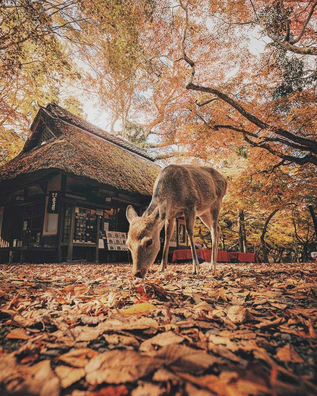 Berlin Tokyoのインスタグラム：「An early riser enjoys the morning sunlight shining through the colorful foliage. . . . #hellofrom nara , #japan」
