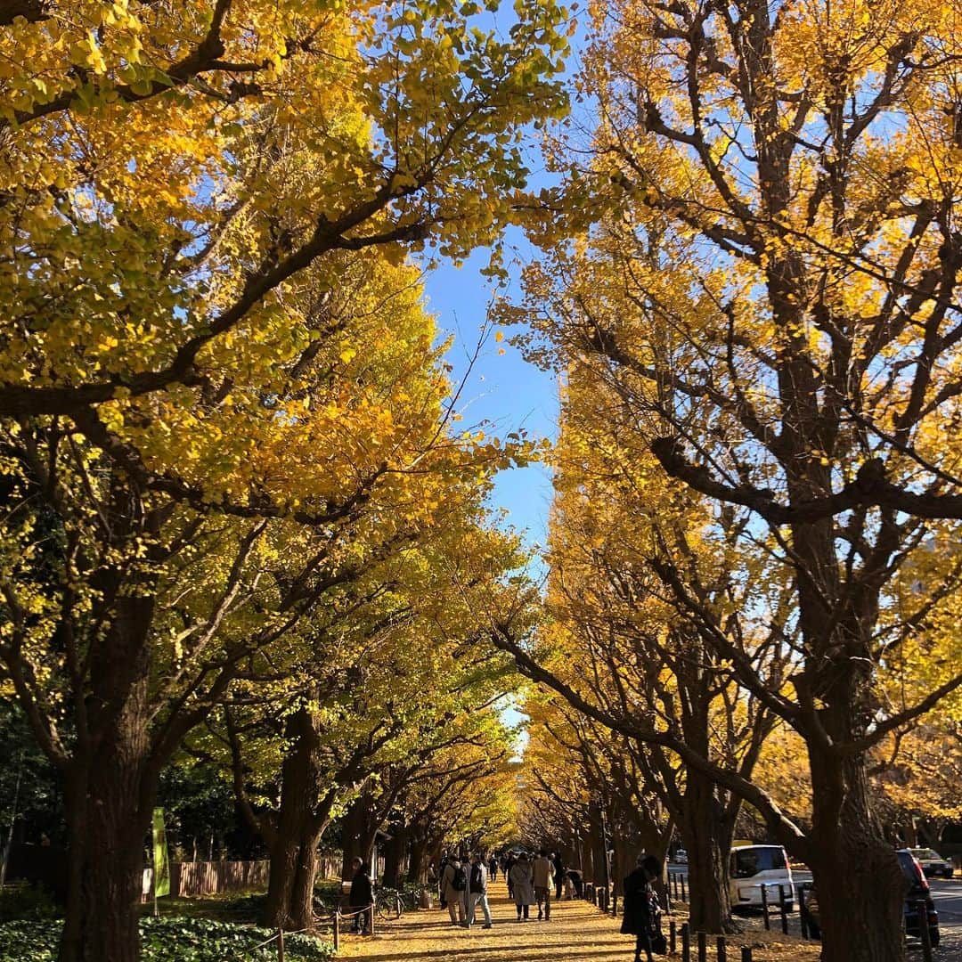 渡辺梨夏子のインスタグラム：「気がついたら12月に🍂  久しぶりに歩いた、外苑のイチョウ並木。今年はすべての人にとって特別な１年間だったはずで。そろそろ今年の振り返りをする期間に入っております☺︎☺︎そして、こちらのアカウントが戻ってきました！恒例の？年賀状企画も出来そうで嬉しい（笑）引き続きよろしくお願いします🌝  #記憶の記録#めも  #神宮外苑いちょう並木」