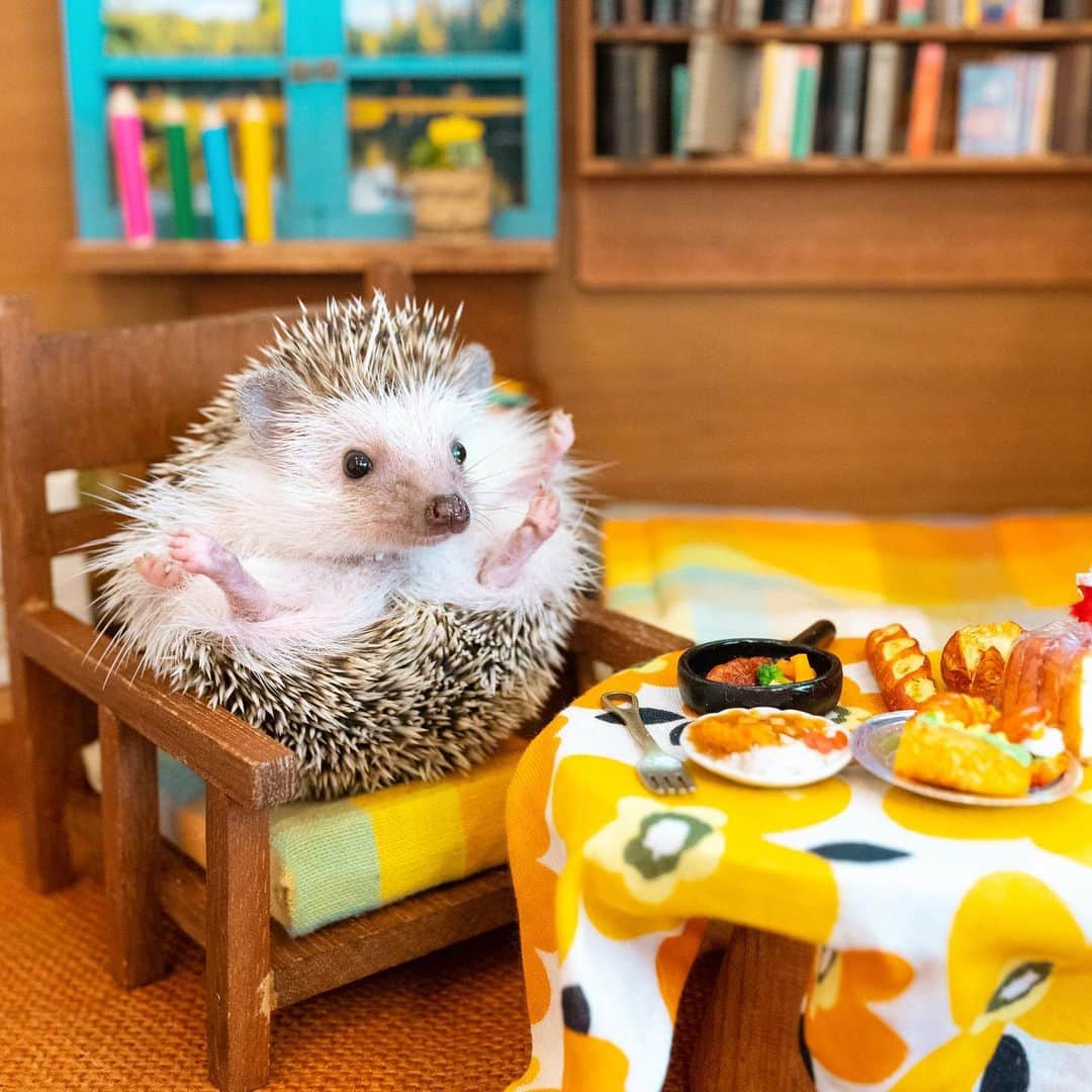 ダーシーさんのインスタグラム写真 - (ダーシーInstagram)「Happy weekend hedgies🦔🦔🦔🦔🦔🦔🦔🦔🦔🏡✨  先日のハリネズミの隠れ家ふれあいサロンさん(@harinezumi_no_kakurega_salon)のオープンイベントに来てくれたハリちゃん達を一部ご紹介🦔✨ かわいすぎて全員に一目惚れでした😍  1ハリちゃん5分で順番こに40匹📷💨 感染症対策のため色々とご不便をお掛けしましたが、ハリちゃん達の記念になれば嬉しいです🙏🏻✨ また会わせてください🦔💛💙  ハリネズミの隠れ家さん(@harinezumi_no_kakurega_kobe)は1000匹以上のハリちゃんを見てきた有名ブリーダーさんです😊 飼育情報とても勉強になりました🙇‍♂️✨」12月5日 22時35分 - darcytheflyinghedgehog