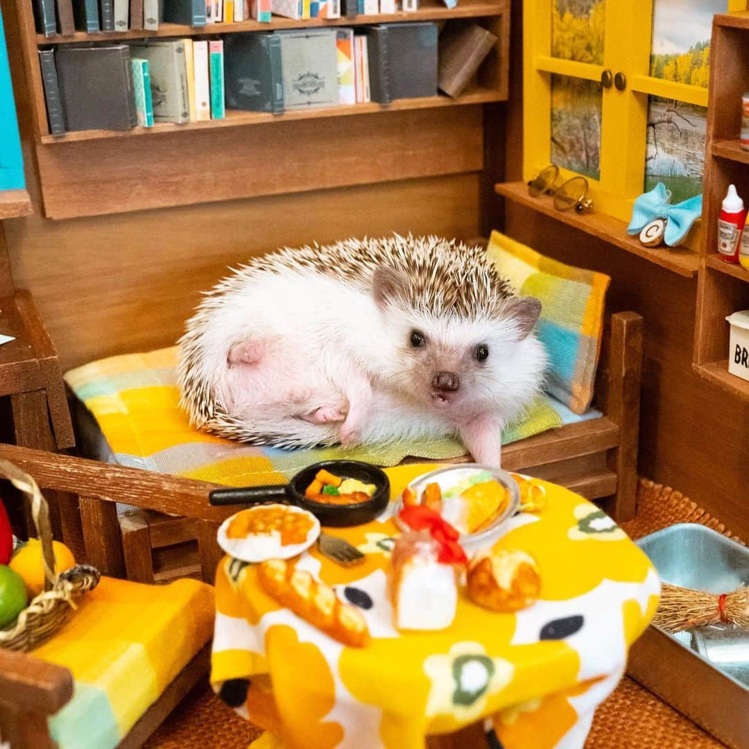 ダーシーさんのインスタグラム写真 - (ダーシーInstagram)「Happy weekend hedgies🦔🦔🦔🦔🦔🦔🦔🦔🦔🏡✨  先日のハリネズミの隠れ家ふれあいサロンさん(@harinezumi_no_kakurega_salon)のオープンイベントに来てくれたハリちゃん達を一部ご紹介🦔✨ かわいすぎて全員に一目惚れでした😍  1ハリちゃん5分で順番こに40匹📷💨 感染症対策のため色々とご不便をお掛けしましたが、ハリちゃん達の記念になれば嬉しいです🙏🏻✨ また会わせてください🦔💛💙  ハリネズミの隠れ家さん(@harinezumi_no_kakurega_kobe)は1000匹以上のハリちゃんを見てきた有名ブリーダーさんです😊 飼育情報とても勉強になりました🙇‍♂️✨」12月5日 22時35分 - darcytheflyinghedgehog