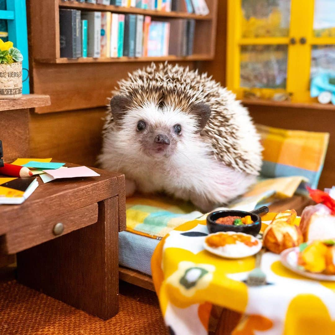 ダーシーさんのインスタグラム写真 - (ダーシーInstagram)「Happy weekend hedgies🦔🦔🦔🦔🦔🦔🦔🦔🦔🏡✨  先日のハリネズミの隠れ家ふれあいサロンさん(@harinezumi_no_kakurega_salon)のオープンイベントに来てくれたハリちゃん達を一部ご紹介🦔✨ かわいすぎて全員に一目惚れでした😍  1ハリちゃん5分で順番こに40匹📷💨 感染症対策のため色々とご不便をお掛けしましたが、ハリちゃん達の記念になれば嬉しいです🙏🏻✨ また会わせてください🦔💛💙  ハリネズミの隠れ家さん(@harinezumi_no_kakurega_kobe)は1000匹以上のハリちゃんを見てきた有名ブリーダーさんです😊 飼育情報とても勉強になりました🙇‍♂️✨」12月5日 22時35分 - darcytheflyinghedgehog