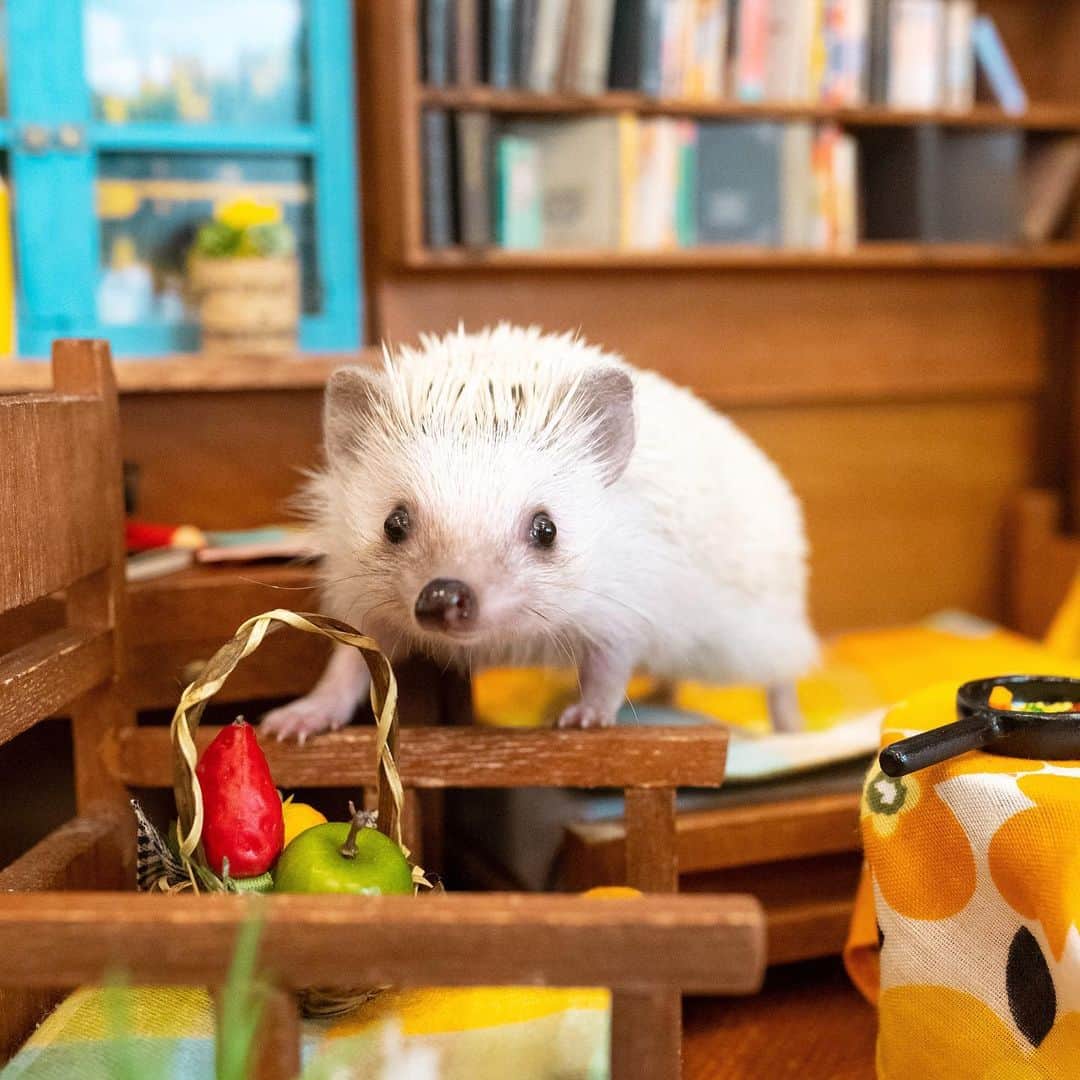 ダーシーのインスタグラム：「Happy weekend hedgies🦔🦔🦔🦔🦔🦔🦔🦔🦔🏡✨  先日のハリネズミの隠れ家ふれあいサロンさん(@harinezumi_no_kakurega_salon)のオープンイベントに来てくれたハリちゃん達を一部ご紹介🦔✨ かわいすぎて全員に一目惚れでした😍  1ハリちゃん5分で順番こに40匹📷💨 感染症対策のため色々とご不便をお掛けしましたが、ハリちゃん達の記念になれば嬉しいです🙏🏻✨ また会わせてください🦔💛💙  ハリネズミの隠れ家さん(@harinezumi_no_kakurega_kobe)は1000匹以上のハリちゃんを見てきた有名ブリーダーさんです😊 飼育情報とても勉強になりました🙇‍♂️✨」