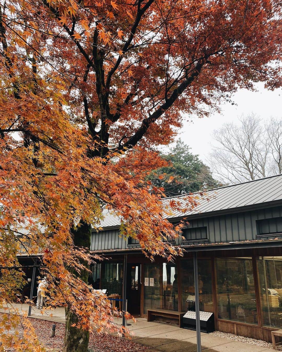 九里聖莉奈のインスタグラム：「.﻿ ﻿ 🍁﻿ ﻿ #kuriseri #紅葉 #とらや工房﻿ ﻿ ﻿」