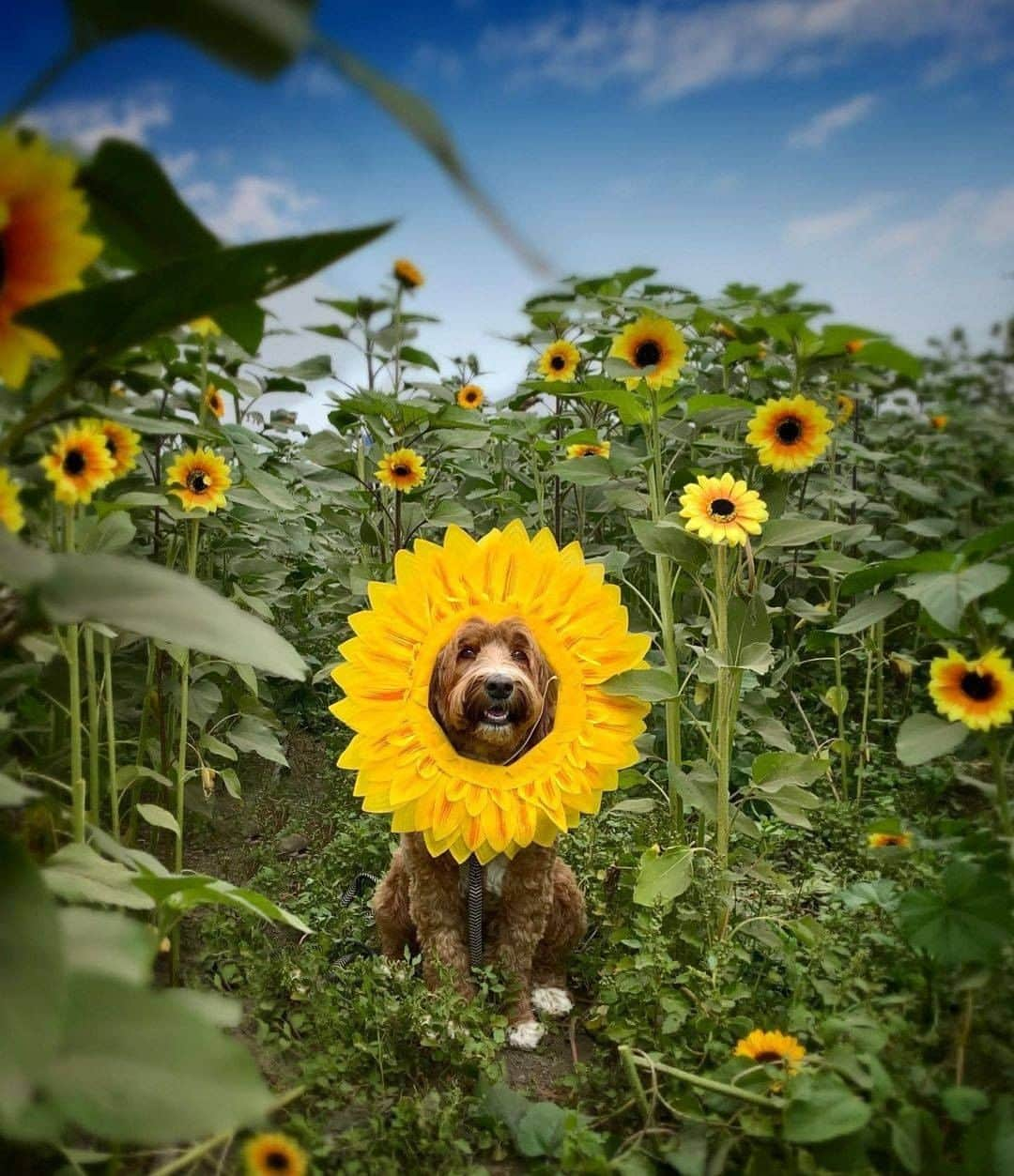 8crapさんのインスタグラム写真 - (8crapInstagram)「Am I your sunshine now? 🌻 - 📷 @amazinggraciedoodle - #barked #dog #doggo #Doodle」12月5日 23時00分 - barked