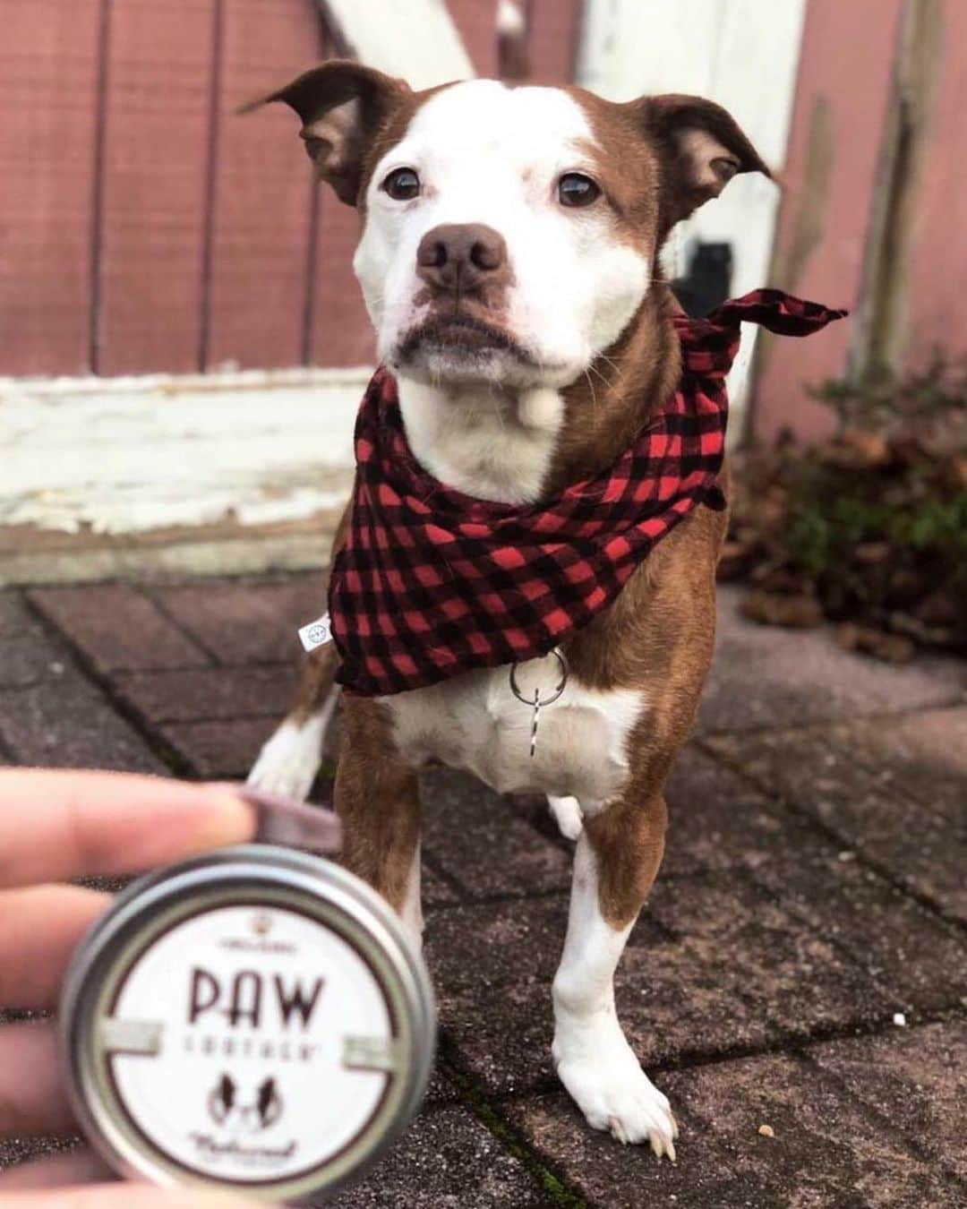 Pit Bull - Fansさんのインスタグラム写真 - (Pit Bull - FansInstagram)「RUFF paws? Heal them. The organic #PawSoother from @naturaldogcompany is an amazing all-natural balm that works fast to make paws healthy and smooth again. You can really see a difference after just one use! Want them to stay healthy? Check out #PawTection . ⭐ SAVE 20% off @naturaldogcompany with code PITFANS at NaturalDog.com  worldwide shipping  ad 📷: @ashh_n_」12月6日 10時06分 - pitbullsfans__