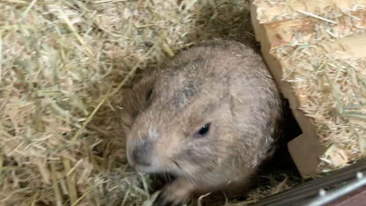 ikaoのインスタグラム：「くんた。Kunta. 昨日の過去動画とは打って変わって これが、おっさんの現実……😂 🌱🌱🌱🌱🌱🌱🌱🌱 最近は一晩中、床暖付けてるので 寒い朝は 鉢から出て直で寝る方が暖かいから この様になってる日がたまにあります☺️ #prairiedog #プレーリードッグ #ふわもこ部」