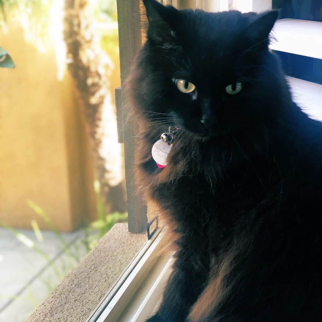 アレクサ・シメカのインスタグラム：「Muffy, you bring me so much joy! I love you! Happy 8th Birthday!!!!!  🎁🎂🥳」