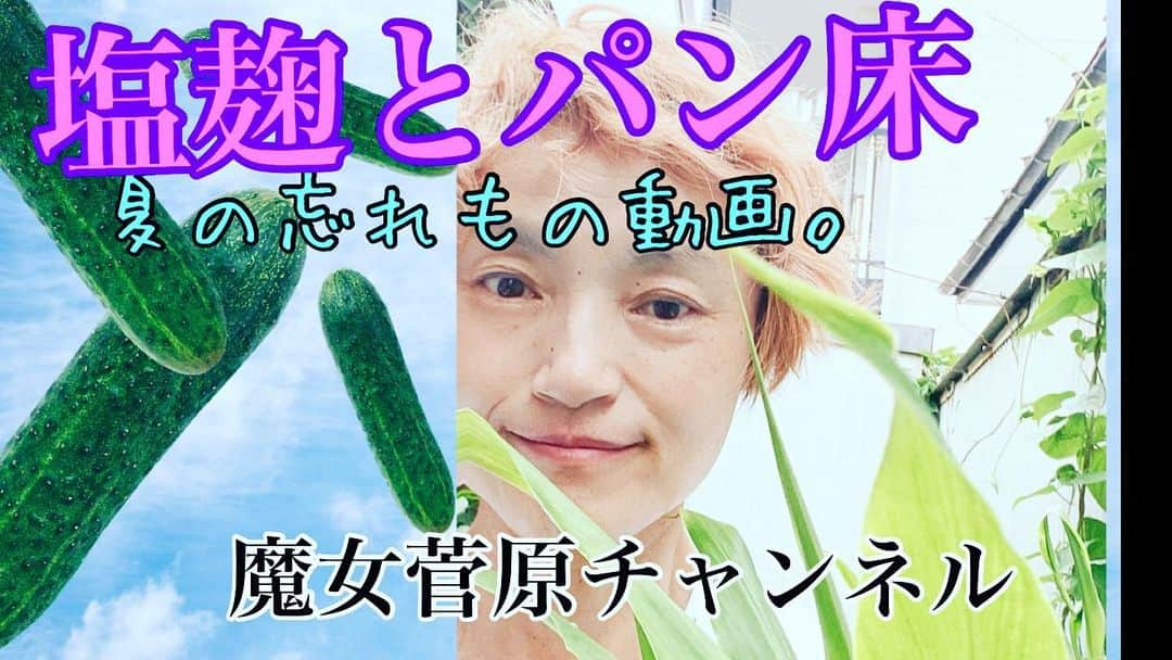 魔女菅原さんのインスタグラム写真 - (魔女菅原Instagram)「YouTubeに新しい動画を公開しましたー。9月2日撮影なので、動画の上ではセプテンバー♪と茶化してください😅。お時間がある時にご覧くださいませ。 #魔女菅原　#魔女菅原チャンネル　#YouTube #手作り保存食　#手作り食品　#塩麹　#パン床」12月6日 8時33分 - hatsuyosugawara