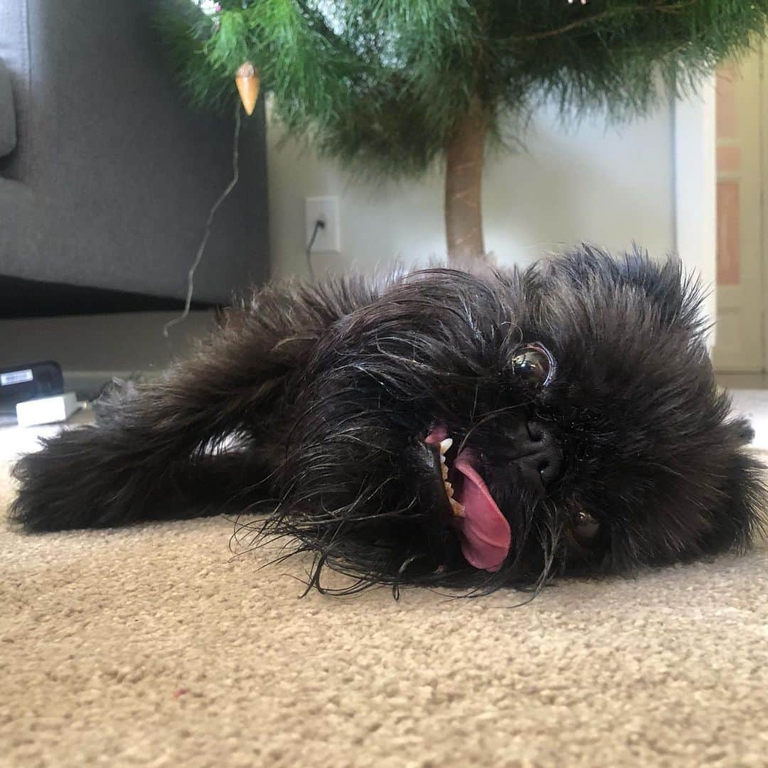 Digby & Aloのインスタグラム：「Just in case anyone was wondering what Christmas in summer looked like, it’s napping under the Christmas tree because you ate too much pavlova.」