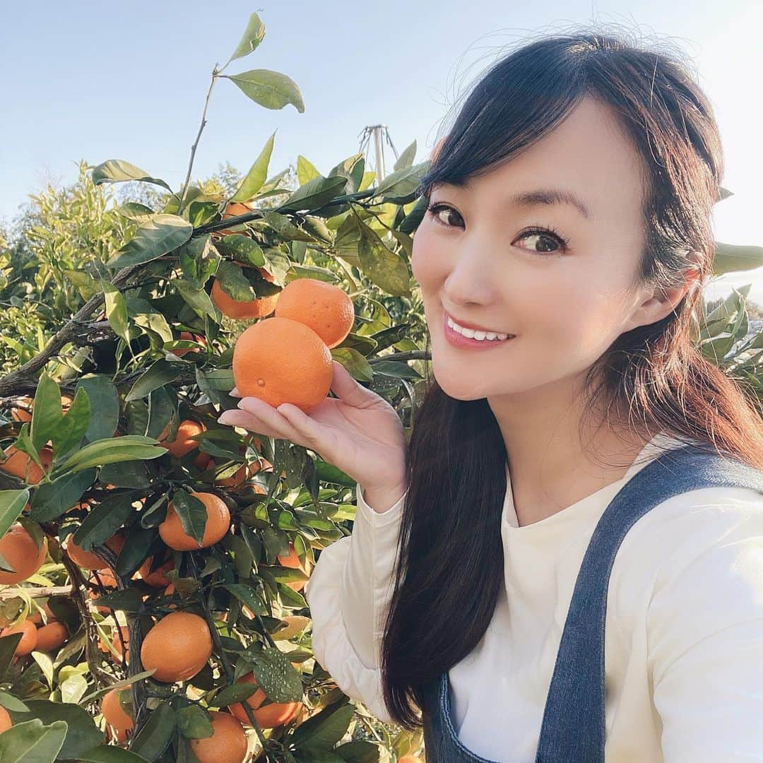 鈴木あさみのインスタグラム：「Do you like Mandarin orange Mikan?   I harvested many mandarin orange🍊  みかんの季節！  みかん狩りをしました！  🍊おいしいミカンの見分け方🍊  ①ヘタが小さい ②ヘタの色が黄色いもの ③肌がすべすべできめが細かい ④皮と実の間に隙間がない ⑤小ぶりなもの ⑥オレンジ色が濃いもの  みかんで#カラースムージー  を作りたいと思います。  みかん大好き❤🍊」