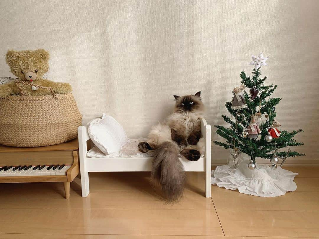 plumeさんのインスタグラム写真 - (plumeInstagram)「悲報📣😭 ベビが毎日触りまくったせいで、クリスマスツリーが根本から折れて倒壊いたしました🎄🥲  まだクリスマスも来てないのに😂今更買うか悩むな🙄💬🌲  . . . . #プリュムのいる生活 #猫のいる暮らし  #ヒマラヤン  #赤ちゃんと猫  #もふもふ#ヒマラニャンズ  #猫  #ねこ  #ペコねこ部#可愛い#甘えん坊#クリスマスツリー#christmas #christmastree  #tail#sitting#iloveyou#blueeyes#meow#kitten#fluffy#癒し#🐈 #고양이  #ilovecats  #himalayancat  #catsofinstagram#bestmeow#bestcats_oftheworld#weeklyfluff」12月6日 9時14分 - plumestagram