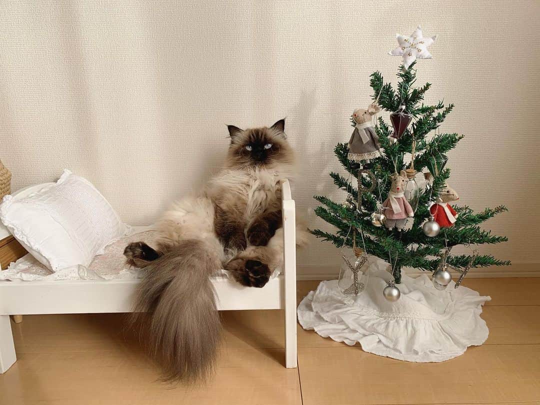のインスタグラム：「悲報📣😭 ベビが毎日触りまくったせいで、クリスマスツリーが根本から折れて倒壊いたしました🎄🥲  まだクリスマスも来てないのに😂今更買うか悩むな🙄💬🌲  . . . . #プリュムのいる生活 #猫のいる暮らし  #ヒマラヤン  #赤ちゃんと猫  #もふもふ#ヒマラニャンズ  #猫  #ねこ  #ペコねこ部#可愛い#甘えん坊#クリスマスツリー#christmas #christmastree  #tail#sitting#iloveyou#blueeyes#meow#kitten#fluffy#癒し#🐈 #고양이  #ilovecats  #himalayancat  #catsofinstagram#bestmeow#bestcats_oftheworld#weeklyfluff」