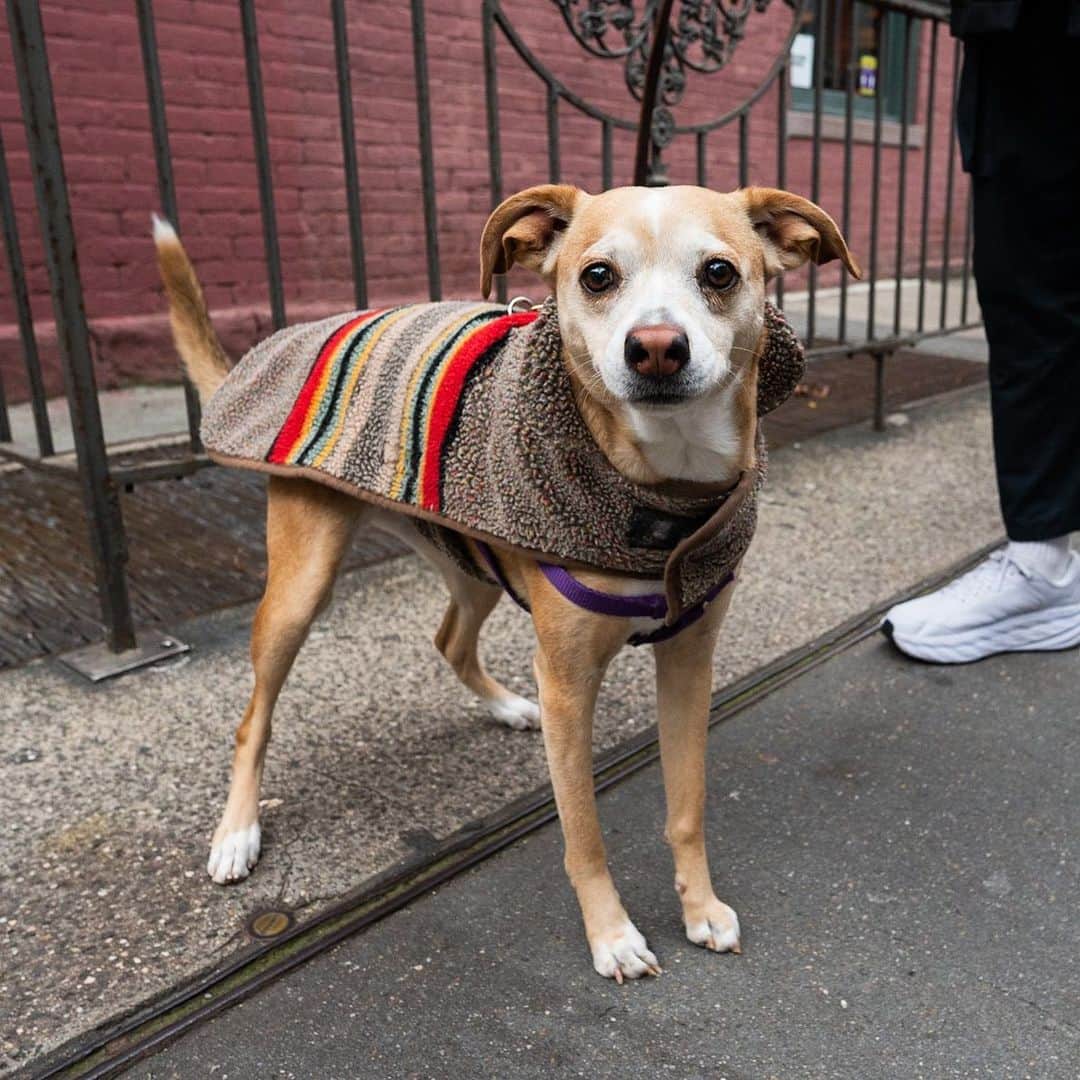 The Dogistさんのインスタグラム写真 - (The DogistInstagram)「Rose, mix (5 y/o), 8th & MacDougal St. New York, NY • “She holds her toys like little babies. She spoons them and she keeps them forever.” A rescue from NJ」12月6日 9時19分 - thedogist