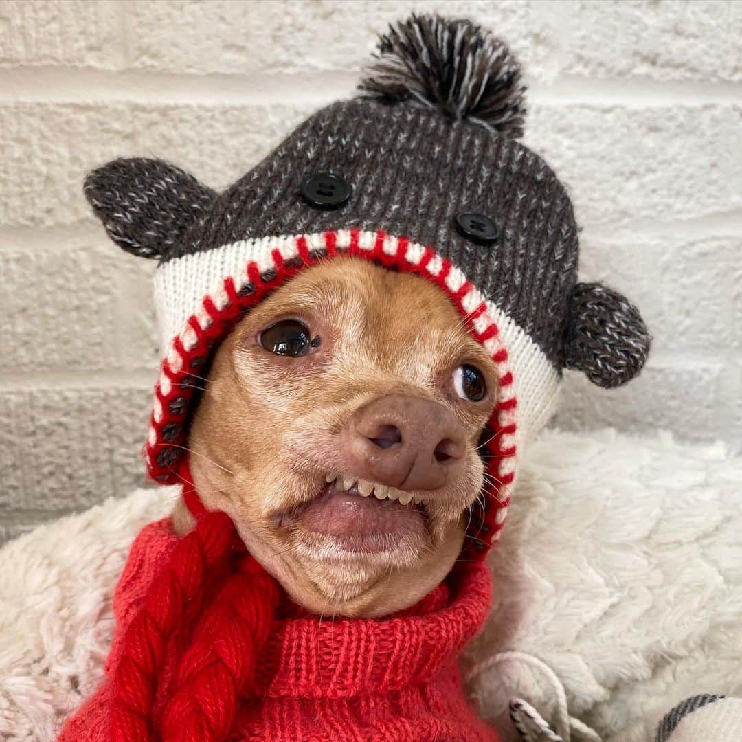 Tuna {breed:chiweenie} さんのインスタグラム写真 - (Tuna {breed:chiweenie} Instagram)「It’s finally freezing enough to wear his cutie monkey hat but he doesn’t want to go outside (ever, unless to poo) so he gets to wear it in the house all day.」12月6日 9時23分 - tunameltsmyheart