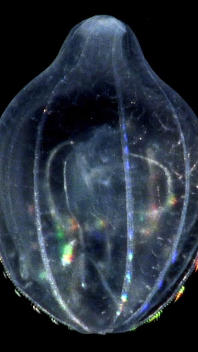 ナショナル ジオグラフィック TV (JP)のインスタグラム：「光を反射する無数の繊毛を持ったクシクラゲ。脳も感覚もないため、口周りの原始的な神経網で水中の化学物質を探知します。  「世界の奇妙な生き物たち」より #ナショジオ #クシクラゲ #クラゲ #生き物 #海」