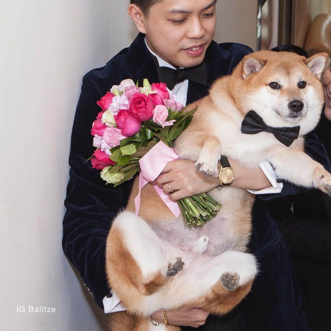 Balltze My name is Ballのインスタグラム：「3 yrs ago of today papa and mama’s big day 💐  #balltze #fat96 #nomnomnomclub #balltzecheems #yos #cheems」