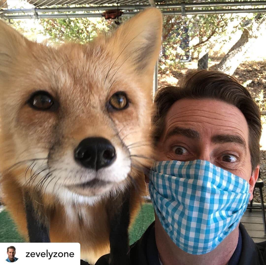 Rylaiさんのインスタグラム写真 - (RylaiInstagram)「The center had the honor of sharing our new rescues and our passion for canid conservation with the @zevelyzone  . We can all use a little sunshine, healing and hope!!  . Link in story to the full piece!!  .  Posted @withregram • @zevelyzone ’Fox Rescue' filled with conservation, fun and mischief in East San Diego. — Last October when a couple opened a fox rescue, they had no idea a pandemic was on its way. In this Zevely Zone, I went to Santa Ysabel near Lake Henshaw where foxes are doing their best to steal a few headlines and hearts.  As I walked into the first enclosure these words came out of my mouth, "Wow! They are adorable." Take a look. Click on my bio and website to watch the story. . . . #zevelyzone #cbs #cw #lovefoxes #sandiego #canidconservation #bekind #rescue #furfree #conservation #animalwelfare #jabcecc #animaladvocate #supportlocal #volunteer #nonprofit #dogs #wolves #fox #newsstory #community #julian」12月6日 1時15分 - jabcecc