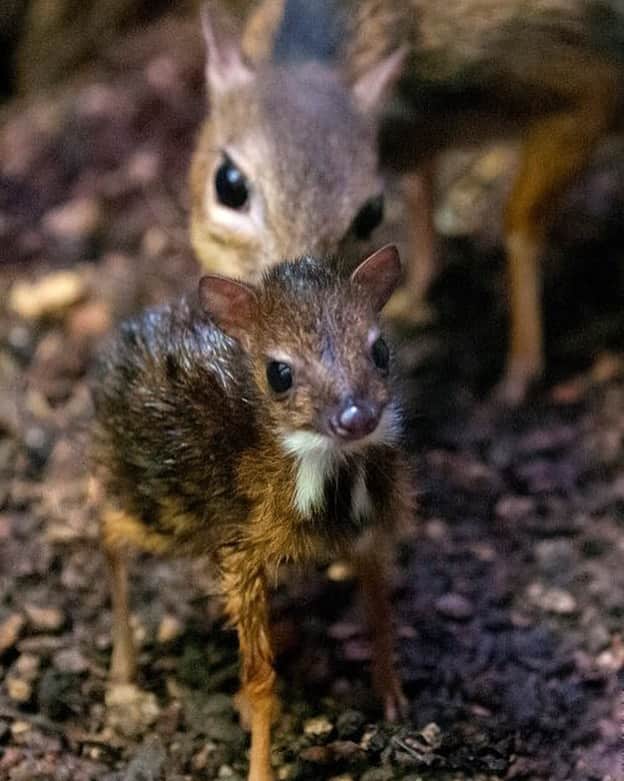 Baby Animalsさんのインスタグラム写真 - (Baby AnimalsInstagram)「Baby mouse deer, they are so tiny! 😊」12月6日 1時36分 - thebabyanimals