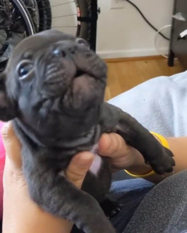 French Bulldogのインスタグラム