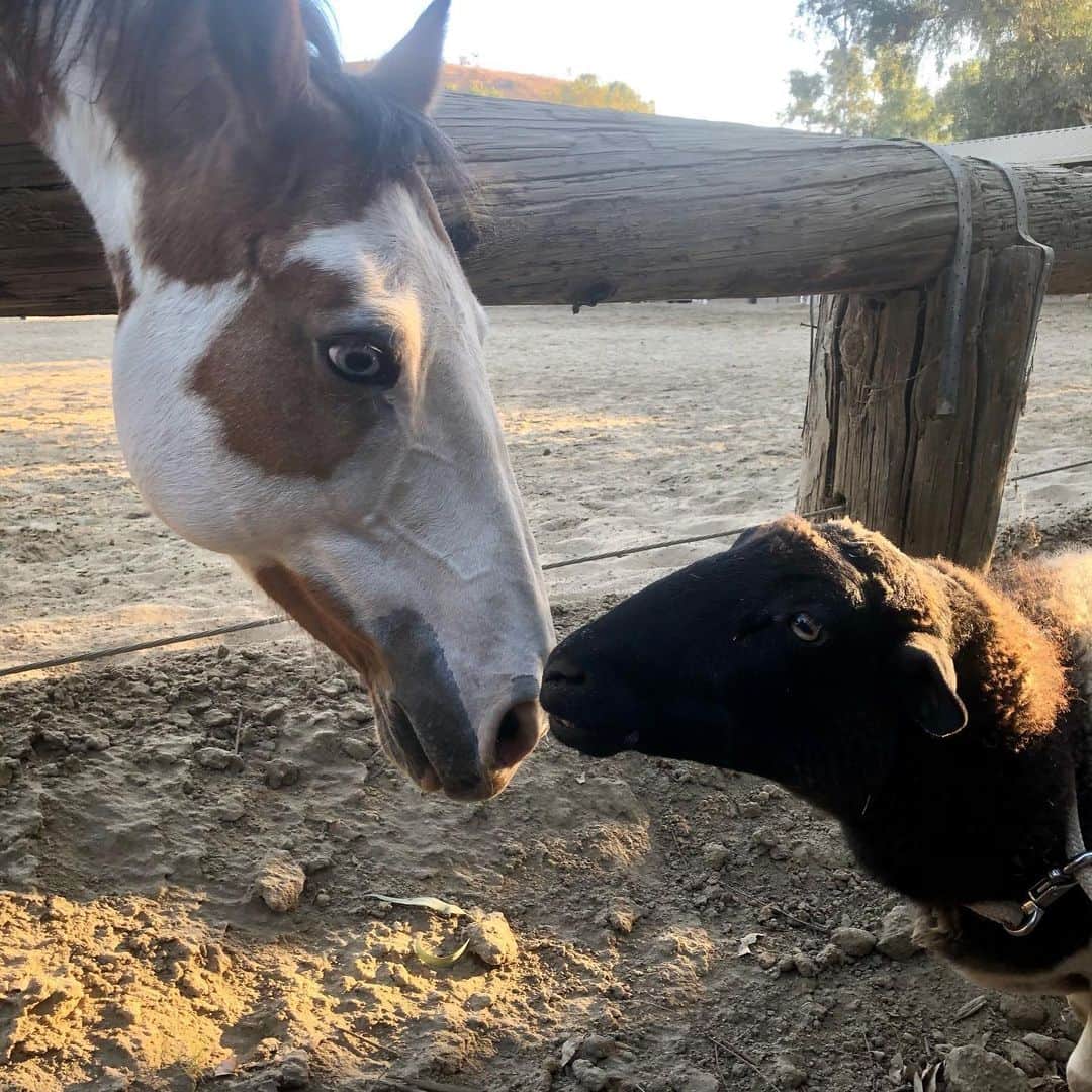 ベス・ベアーズのインスタグラム：「New besties. #unlikelyanimalfriends」