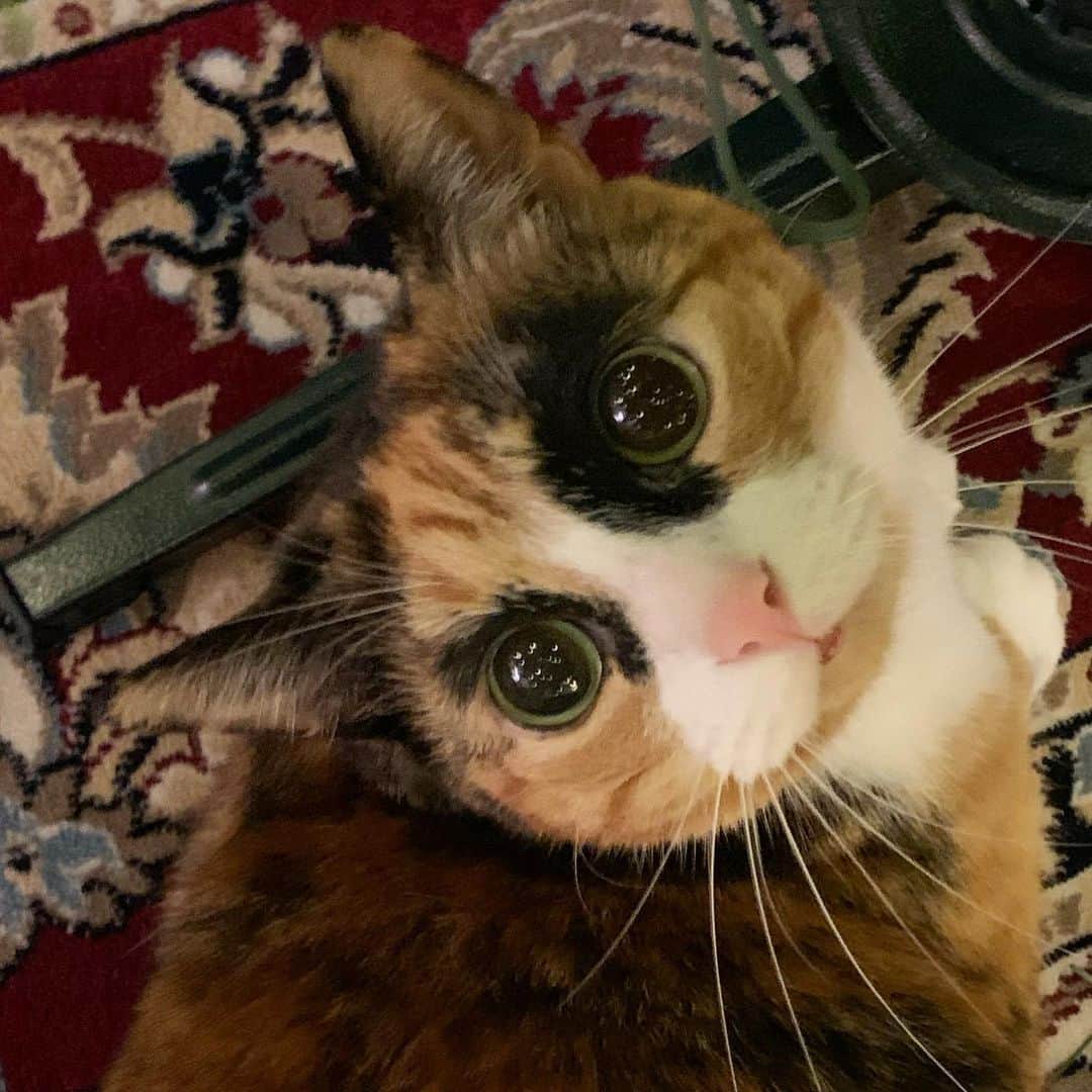 のインスタグラム：「I’m having a great caturday exploring the tree!🎄 . . . . #lillycrazyeyes #mood #catsofinstagram #9gag #calico #instacat #meowstagram #meow #meowdel #instacalico #calico #monday #crazyeyes #sassy #notimpressed #eyes #caturday #christmas #christmastree #meowdel」