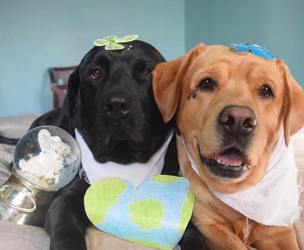 Jake And Gingerのインスタグラム：「Being silly ❤️ #labradorretriever #labsofinsta #labrador #dogs #dogstagram #petsofinstagram #petsofinstagram #marriedlife #marriage #mustlovedogs #doggie #doggies」