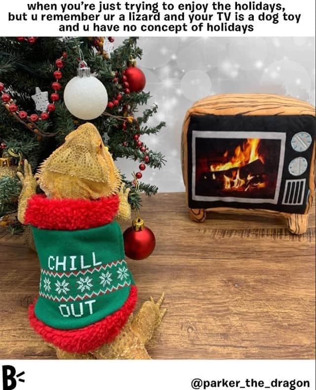 BarkBoxのインスタグラム：「it really do be like that sometimes 🥺🎄🦎⁠ (sorry i'm obsssed with this picture and NEEDED TO SHARE IT WITH Y'ALL. A BEARDIE. IN A SWEATER. WITH ONE OF OUR TOYS? GOLDEN.)⁠ @parker_the_dragon⁠ (snag le toy at your friendly, neighborhood or digital @petsmart)」