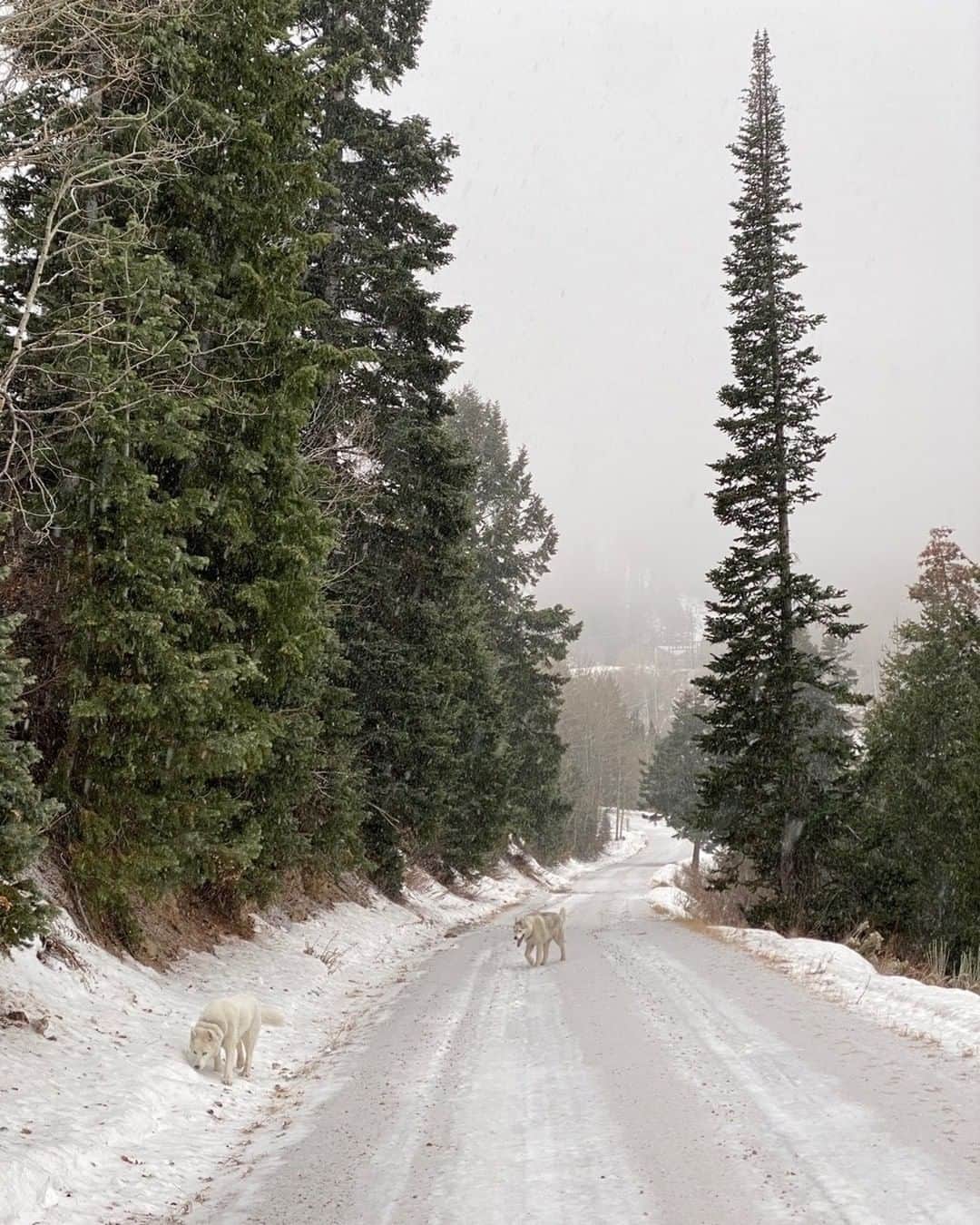 ケン・ブロックさんのインスタグラム写真 - (ケン・ブロックInstagram)「Dog walk view on a road that I occasionally dream of ripping my rally car on. #mountaintownlife #ParkCity #YukiTheDestroyer #BentleyChickenFingersBlock」12月6日 3時06分 - kblock43