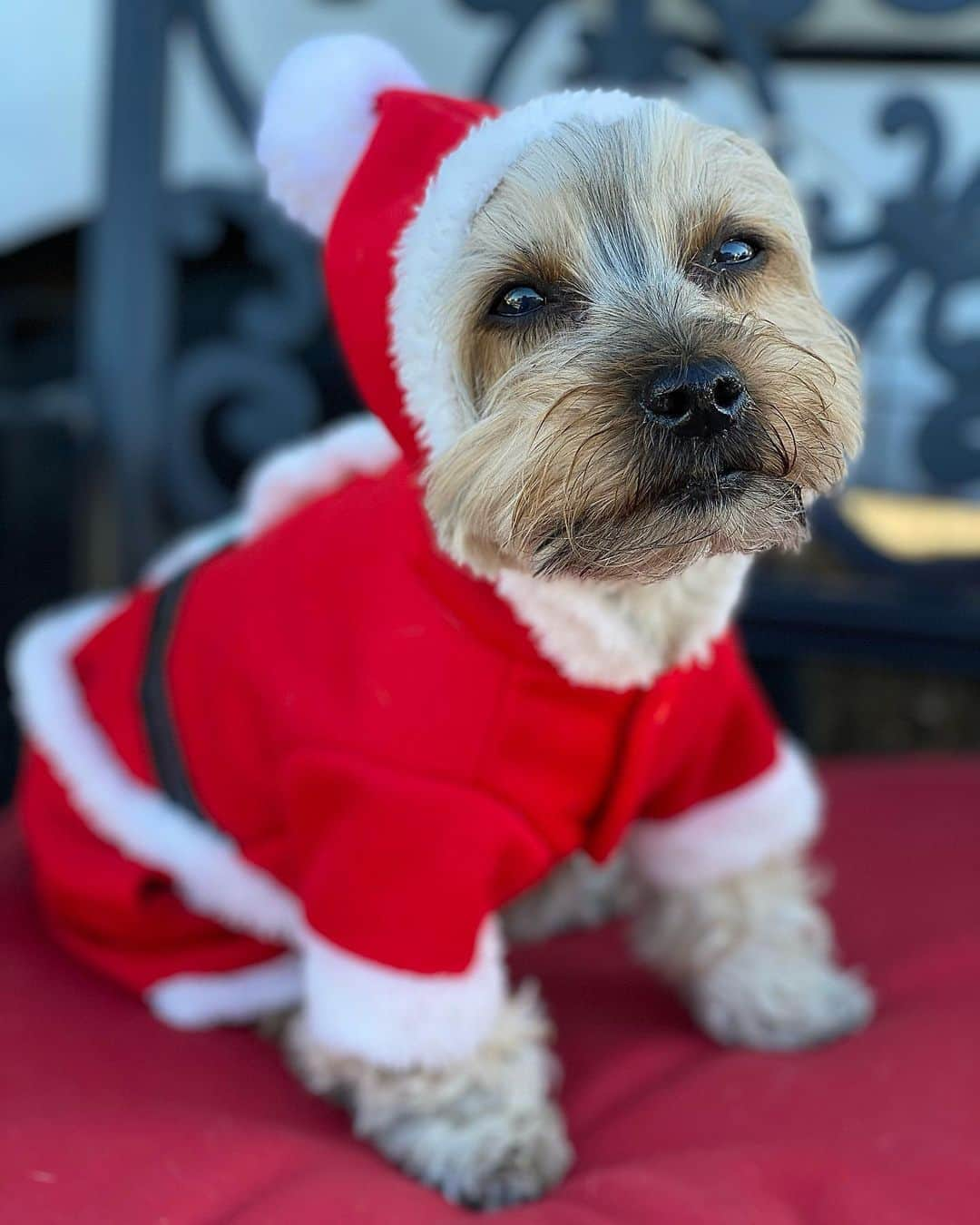 さんのインスタグラム写真 - (Instagram)「Maxito 💭 Mommy thinks I’m the cutest Santa Paws ever! 😍♥️🎅🏼🎄 #AlmostChristmas #SantaPawsIsComing #HolidayCheers #DecemberToRemember」12月6日 3時11分 - happyyorkiefamily