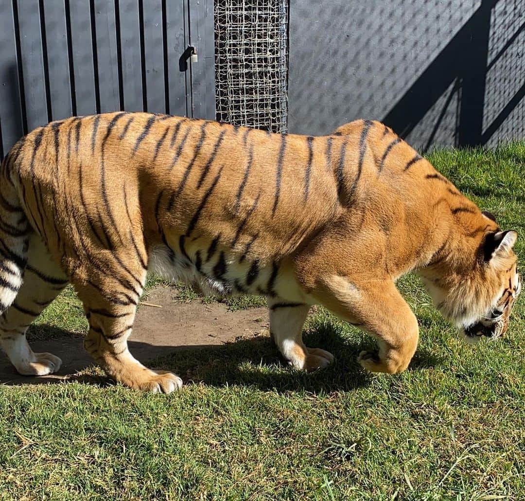 Black Jaguar-White Tiger さんのインスタグラム写真 - (Black Jaguar-White Tiger Instagram)「Nicolita is just a tiny bit strong... #LasComadresBJWT」12月6日 3時25分 - blackjaguarwhitetiger