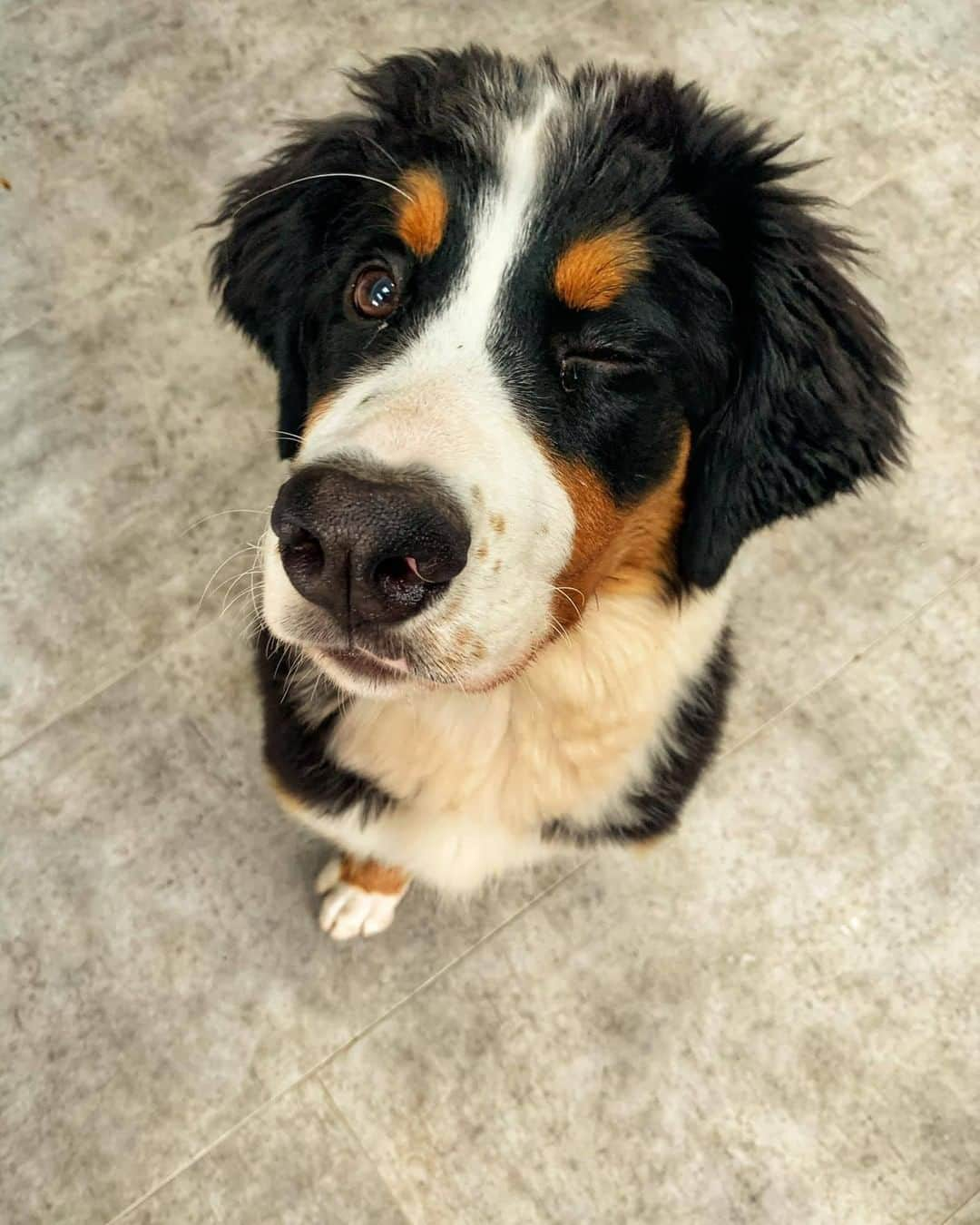 8crapさんのインスタグラム写真 - (8crapInstagram)「Wink if you’re a good boi - Want to get featured like him? Join “The Barked Club” on FACEBOOK and post something now! 👉 barked.com - 📷 @bambibernese - #TheBarkedClub #barked #dog #doggo #BerneseMountainDog #Berners」12月6日 4時00分 - barked