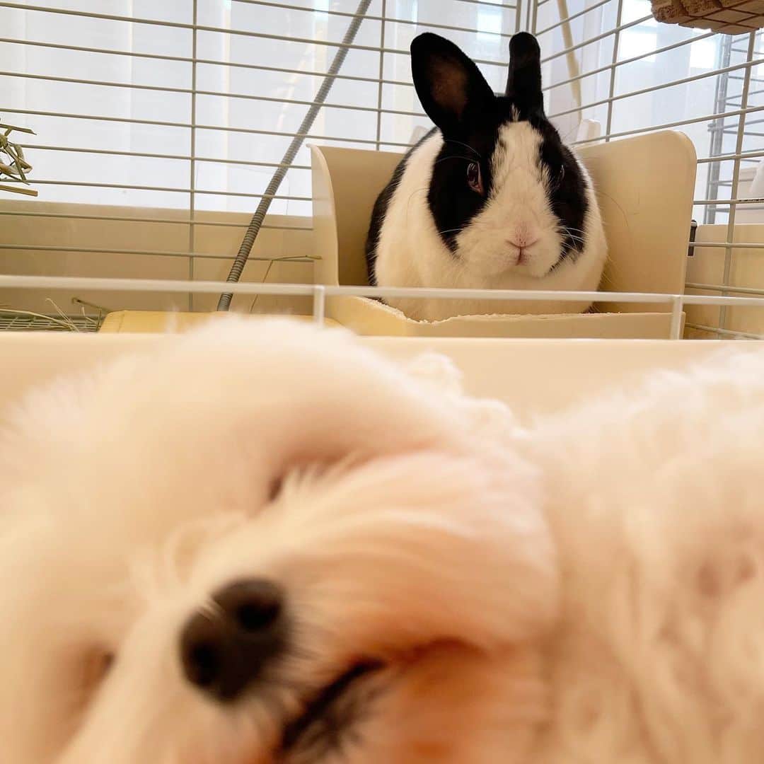 セロリさんのインスタグラム写真 - (セロリInstagram)「【我が家のうさぎ達】 我が家の2うさ&自分をうさぎだと思ってる白いの ...