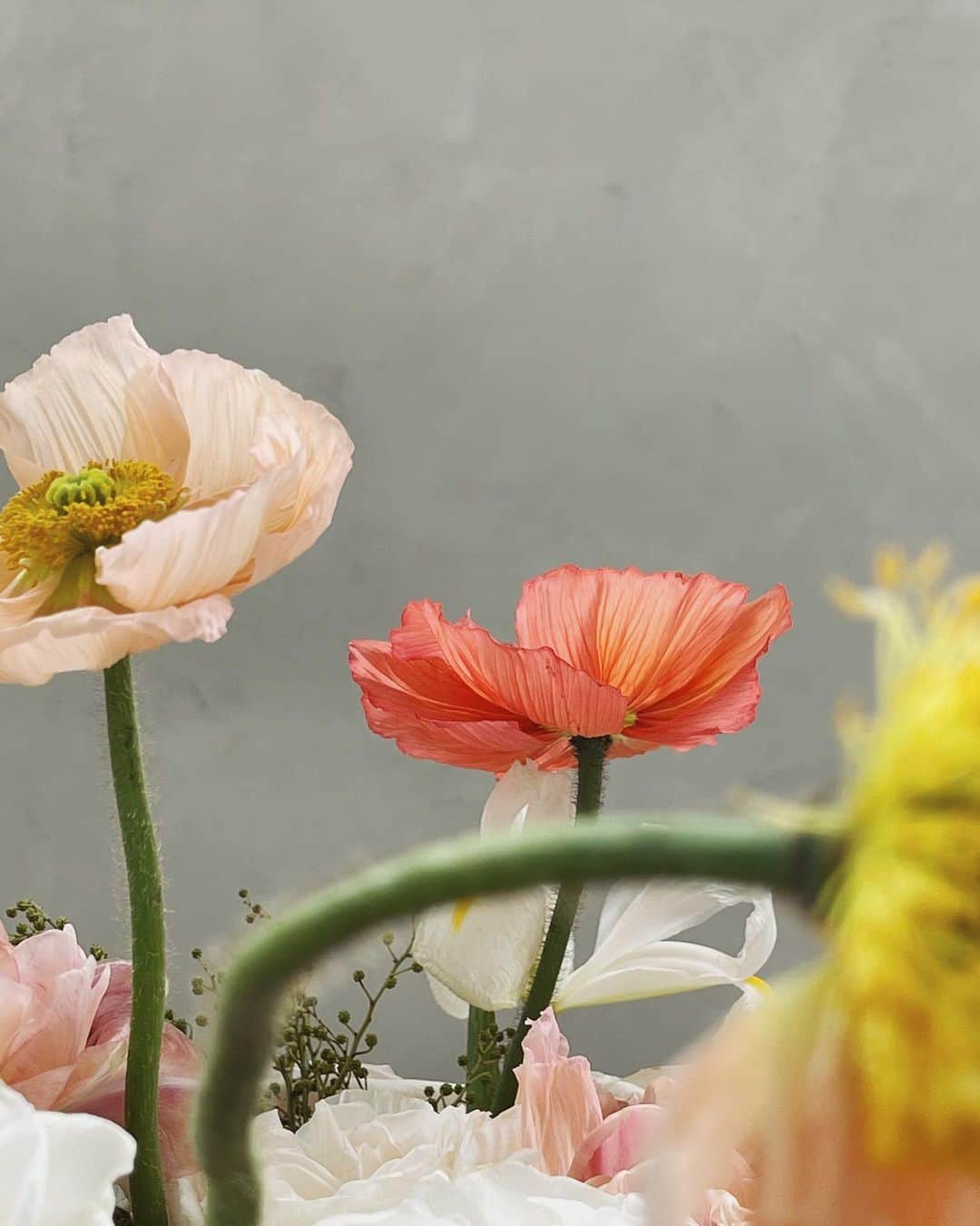 アリス・ガオのインスタグラム：「grateful for the artful ways of poppies」