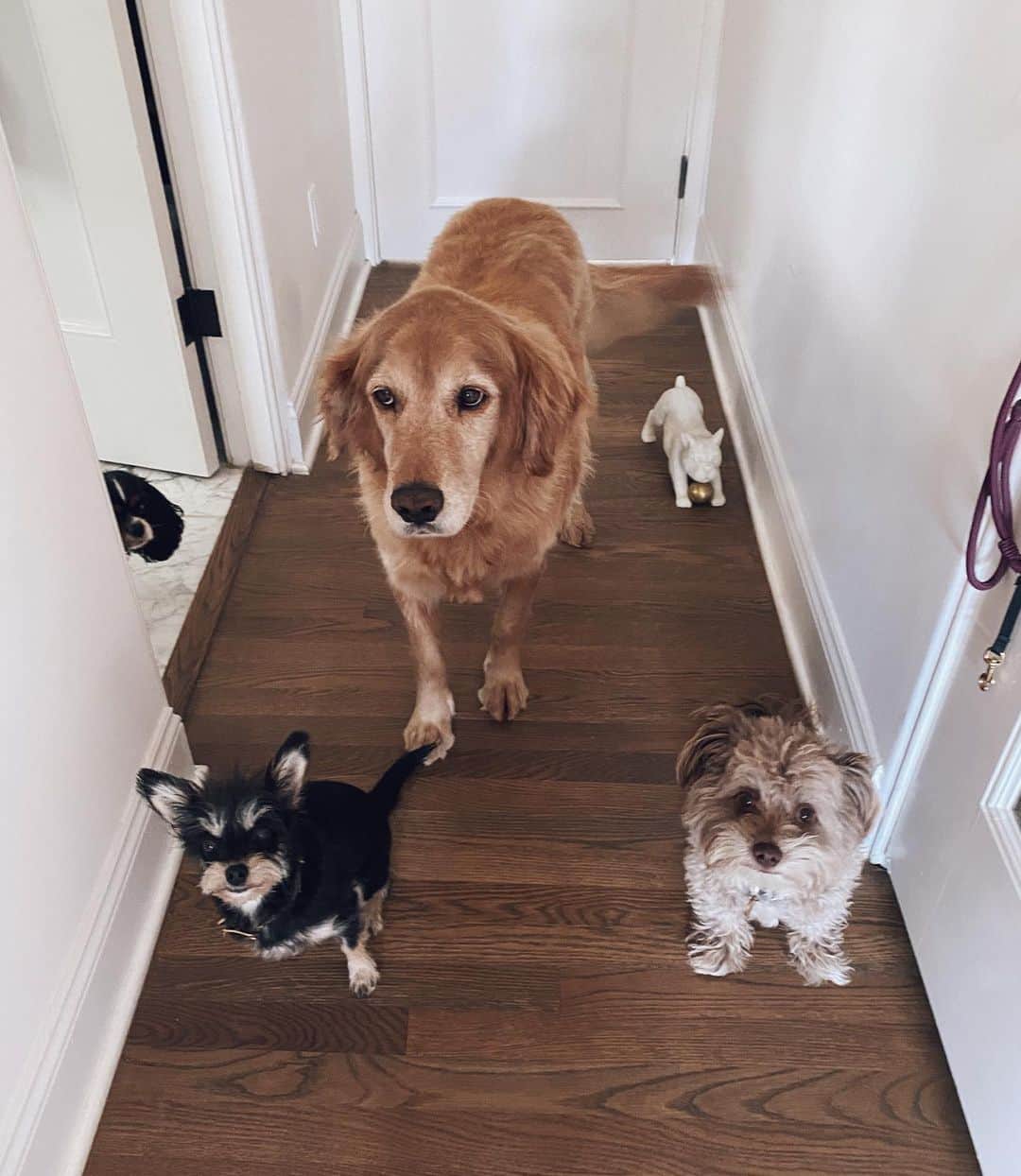 Kristin Essのインスタグラム：「We added one more to the pack and Karen is obsessed with him. He makes a great door stopper because he is a door stopper.」