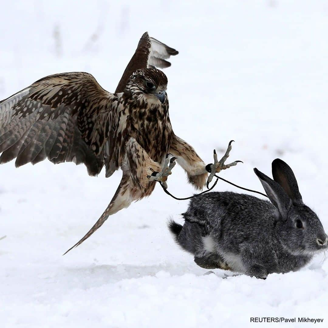 ABC Newsさんのインスタグラム写真 - (ABC NewsInstagram)「People and their tamed birds of prey participate in a traditional hunting contest, near the town of Esik in Kazakhstan. #hunting #falconry #birdsofprey #eagles #hawks #international #sport #tradition」12月6日 5時05分 - abcnews