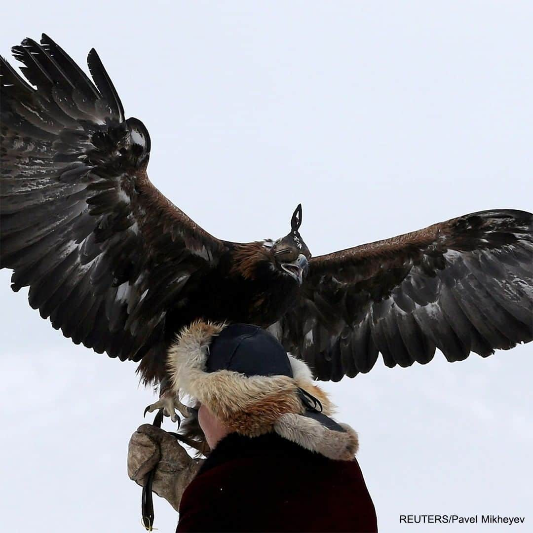 ABC Newsさんのインスタグラム写真 - (ABC NewsInstagram)「People and their tamed birds of prey participate in a traditional hunting contest, near the town of Esik in Kazakhstan. #hunting #falconry #birdsofprey #eagles #hawks #international #sport #tradition」12月6日 5時05分 - abcnews