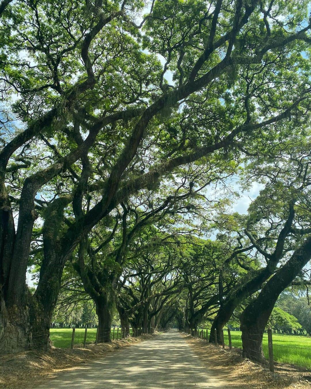 タリアナ・バルガスさんのインスタグラム写真 - (タリアナ・バルガスInstagram)「Esta es mi tierra bonita, mi tierra preciosa, mi Valle del Cauca 🌳📻🎼」12月6日 5時16分 - talianav