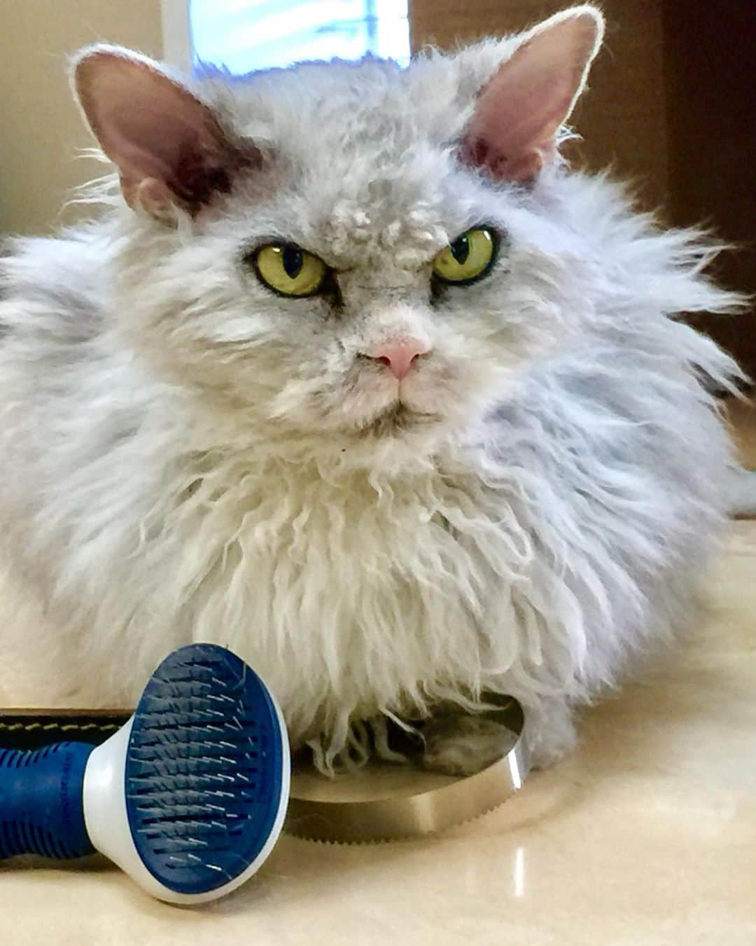 アルベルトのインスタグラム：「Hello all, here’s my PSA about my grooming (or lack thereof) some followers think doesn’t happen. I get brushed every other day, but it pretty much goes right back to how I looked before 10 minutes later. It’s not like a blow- out. That’s all. #pompousalbert」