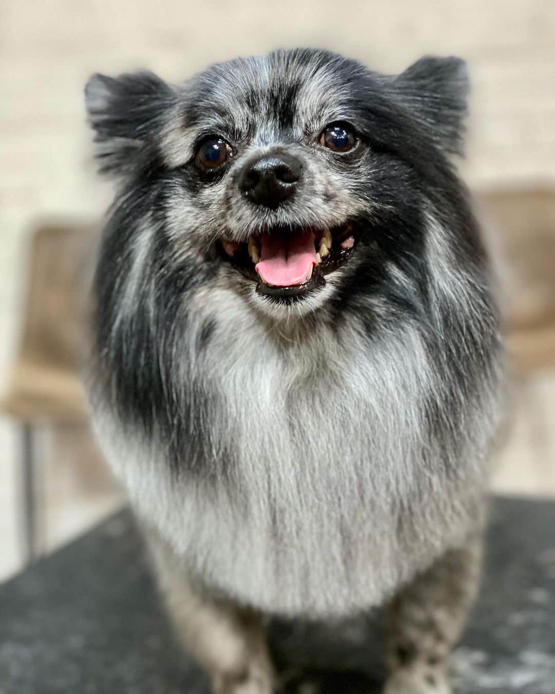 Dogs by Ginaのインスタグラム：「Fox the dog ❤️」