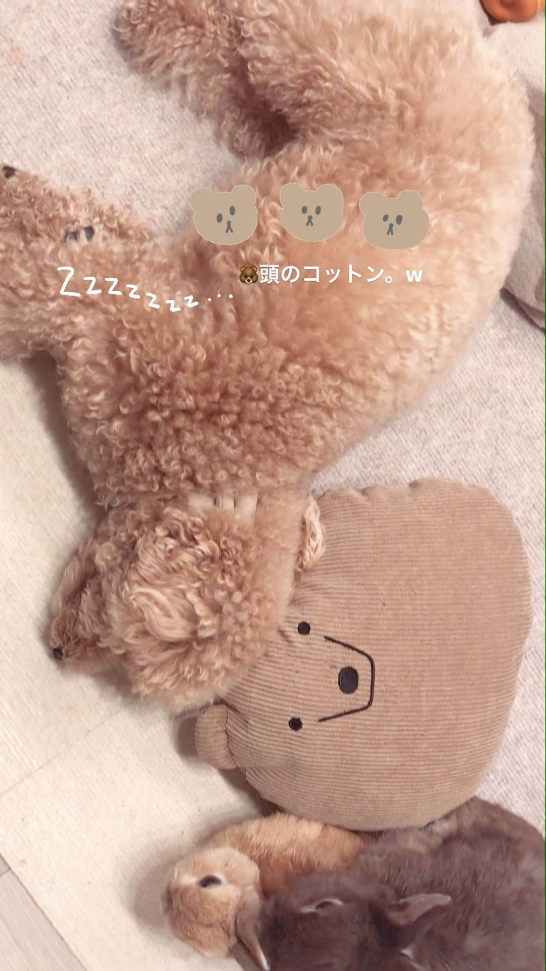 yun.ゆんのインスタグラム：「march.lemon🐻🍋＋cotton.💭 熊のぬいぐるみになって寝ていたコットン。🧸💤 . . そのコットンが真横に転げてきてびっくり、マーチ。😳 でも… なんだ！寝てるのか…！ と気にせず真横でガサゴソ、、してました。🐻🍋 😂 . . ♪ ♪ #みんな#元気でいてね  #くまさん#うさぎ#ウサギ#ネザーランドドワーフ#ZIP写真部#レモン#ふわもこ部#マーチ#多頭飼い#犬とうさぎ#癒し #rabbits#rabbitsofinstagram #rabbitstagram #petstagram #march#instapet#cutepetclub #instarabbit #bunnies #bunnylove #lapin #pecotv #WeeklyFluff #lemon #netherlanddwarf #dailyflufffeature#pecotv」