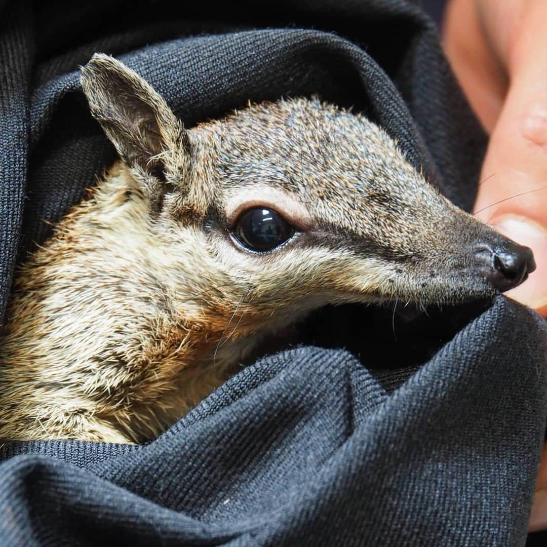 デビッド・ポーコックさんのインスタグラム写真 - (デビッド・ポーコックInstagram)「After being a bit obsessed with numbats since seeing a giant mural of one at the Fremantle Markets when I lived in Perth I was SO excited to see them up close! With only about 1,000 numbats left I was lucky enough to spend some time with the team at @australianwildlifeconservancy Scotia Sanctuary as they work to establish a new population in another fenced area in NSW. If you've bought a copy of In Our Nature (link in bio for last few signed copies for Christmas) you've helped support the work of AWC. Thank you!   Numbats were once found across a huge area of arid and semi-arid southern Australia, in a whole range of different habitats from mulga woodland and spinifex sandplains to eucalypt woodlands and forests.  The impact of feral predators (cats and foxes) introduced with European arrival on the continent has been catastrophic for Numbats. The species has been driven to extinction across most of its historical range by a combination of habitat loss, and predation by feral cats and foxes. Naturally occurring populations remain at just two sites in south-western WA. Numbats have been thought to be extinct in NSW for over 100 years!  Today the total population of Numbats is estimated to be less than 1,000. Based on best estimates, this new population at Mallee Cliffs National Park will boost the total population by around 270 animals – a huge increase for the species.  AWC has re-established Numbat populations at Yookamurra Wildlife Sanctuary in SA, Scotia Wildlife Sanctuary in far western NSW, and Mt Gibson Wildlife Sanctuary in the whetbelt of WA – all within secure feral predator-free fenced areas.」12月6日 7時42分 - davidpocock