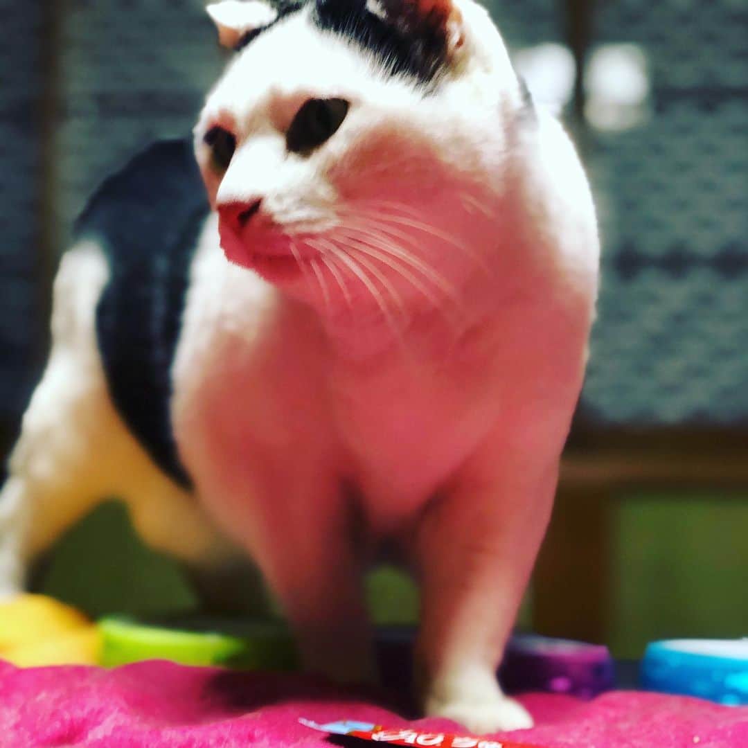 町田康のインスタグラム：「今日も頑張っていこう。」