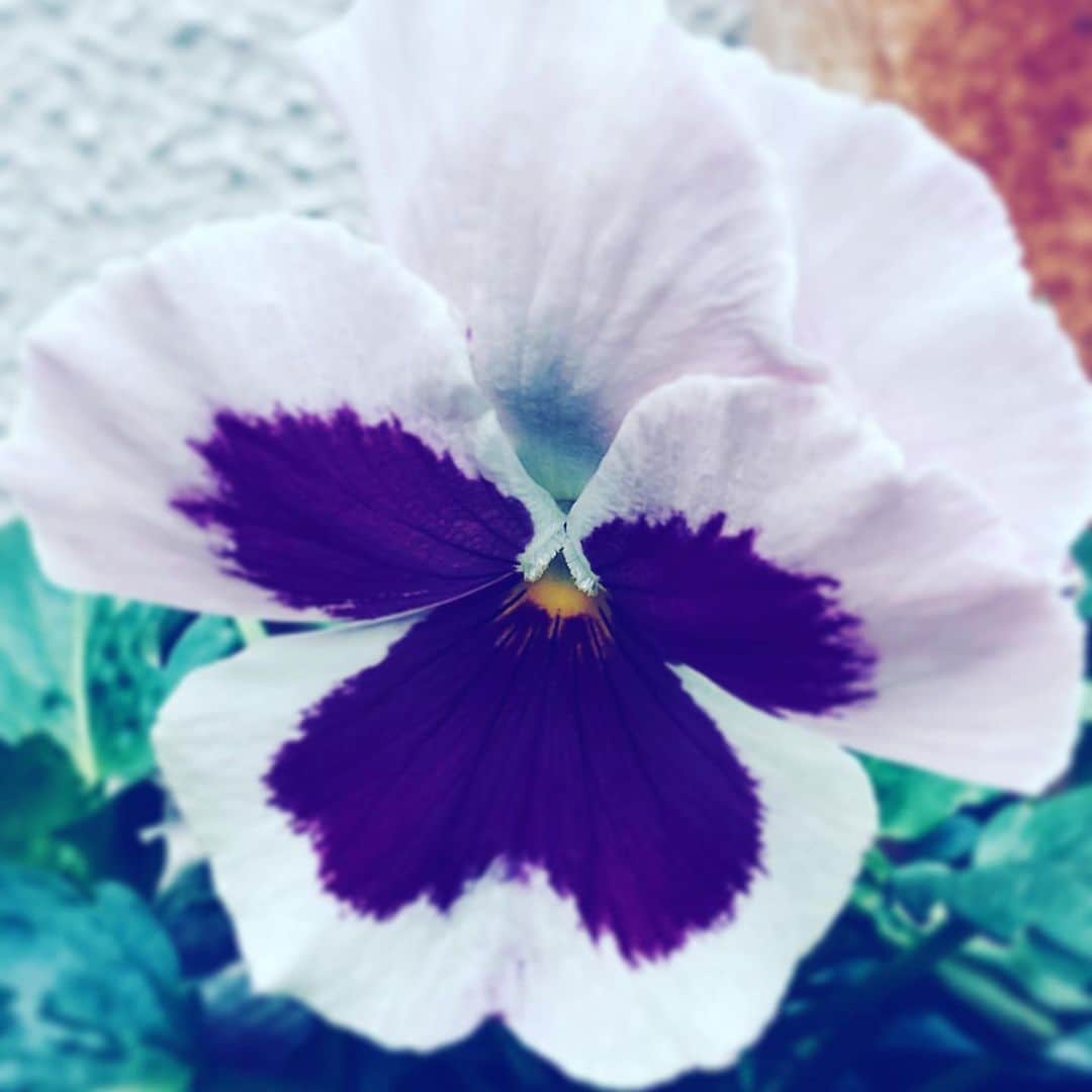 のインスタグラム：「#flower #flowersoflife #face #hope #purple #white」