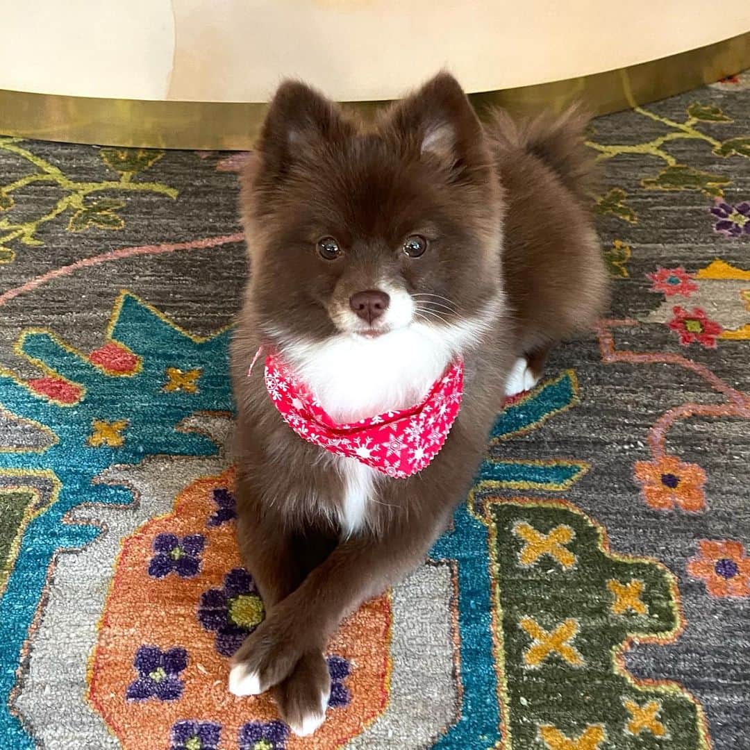 ニコラ・フォルミケッティのインスタグラム：「OREO @oreothepom2020 ❤️」