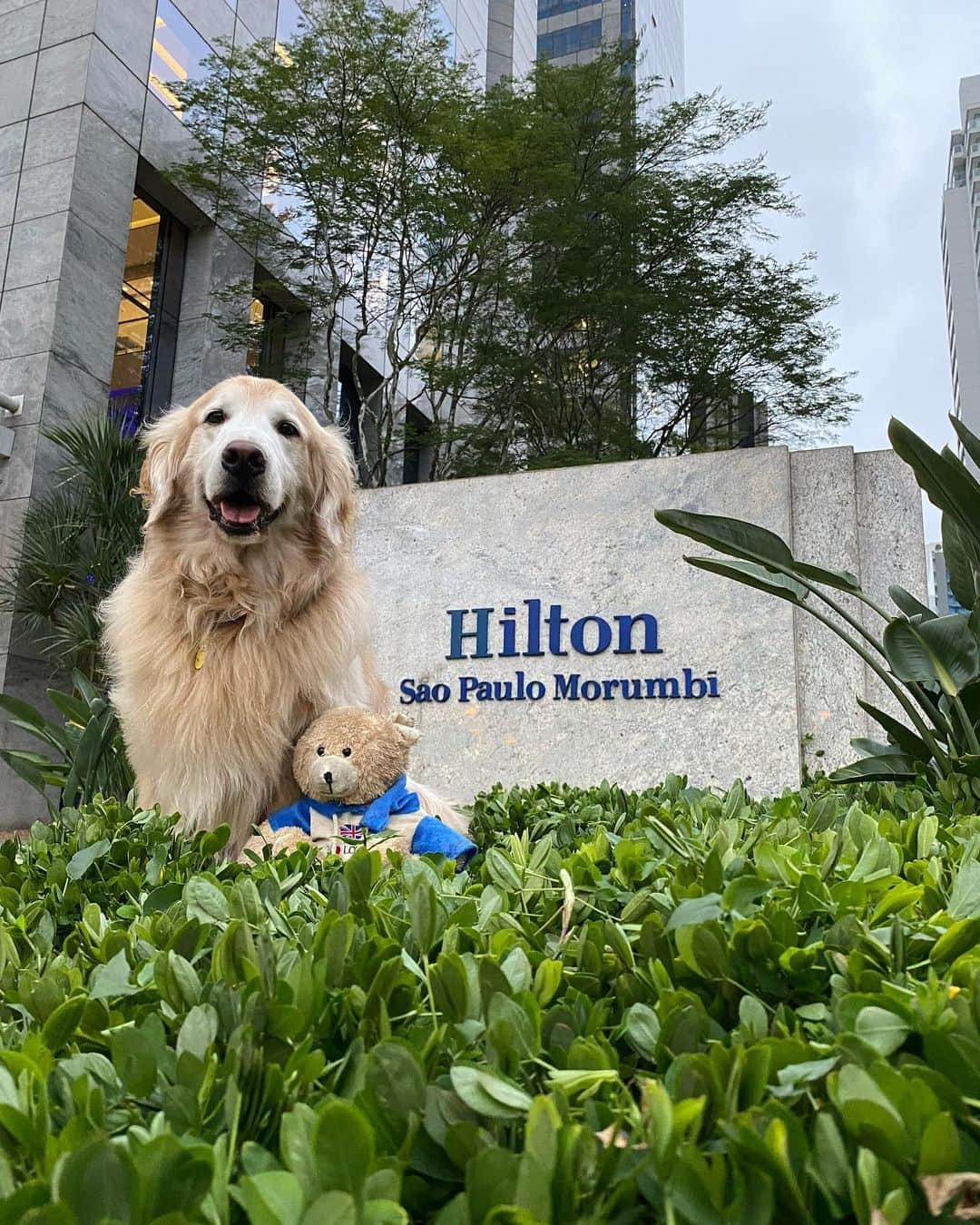 Bobさんのインスタグラム写真 - (BobInstagram)「Começou o #ExpediçõesOlaPetSP  @olapet.friendly e nossa primeira visita é no @hiltonsaopaulo , Hotel Petfriendly! Acompanhe nos stories como está sendo nossa hospedagem por aqui 🐾🐾 . #ExpediçõesOlaPet #ExpediçõesOlaPetSP #HyundaiPets . Destino: São Paulo . #hotelpetfriendly #hotelpetfriendlysp #destinos #dicasdeviagem #viagemcompets #dogs #doglovers #saopaulo #sp #gastronomia #hotelaria #turismo #pets #vejasp #olapetfriendly #instagram #instagramers」12月6日 8時17分 - bob_marley_goldenretriever